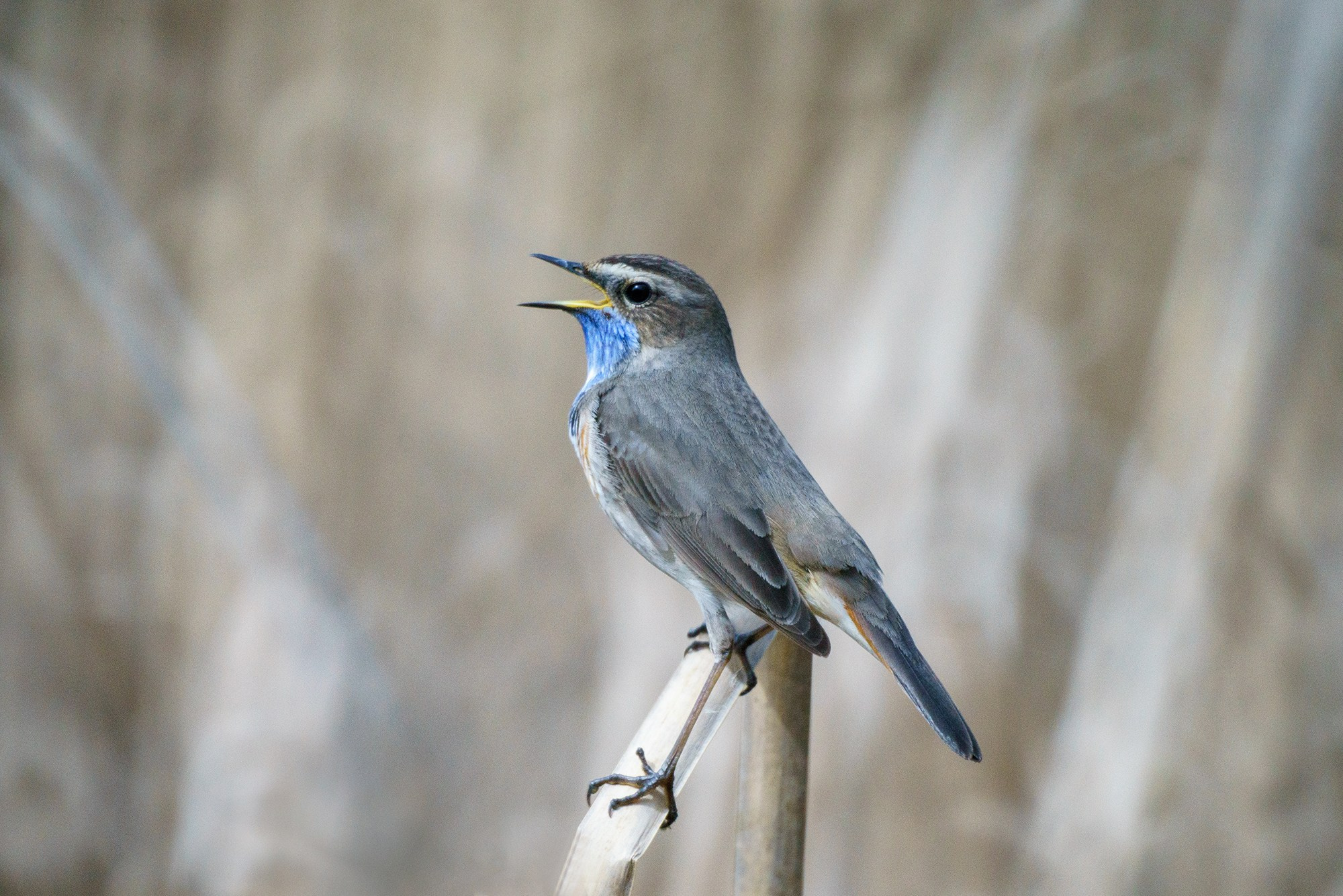 Удивительные мир птиц. Вокруг нас столько прекрасного — присмотритесь!. Ваш личный фотограф Марина Волкова