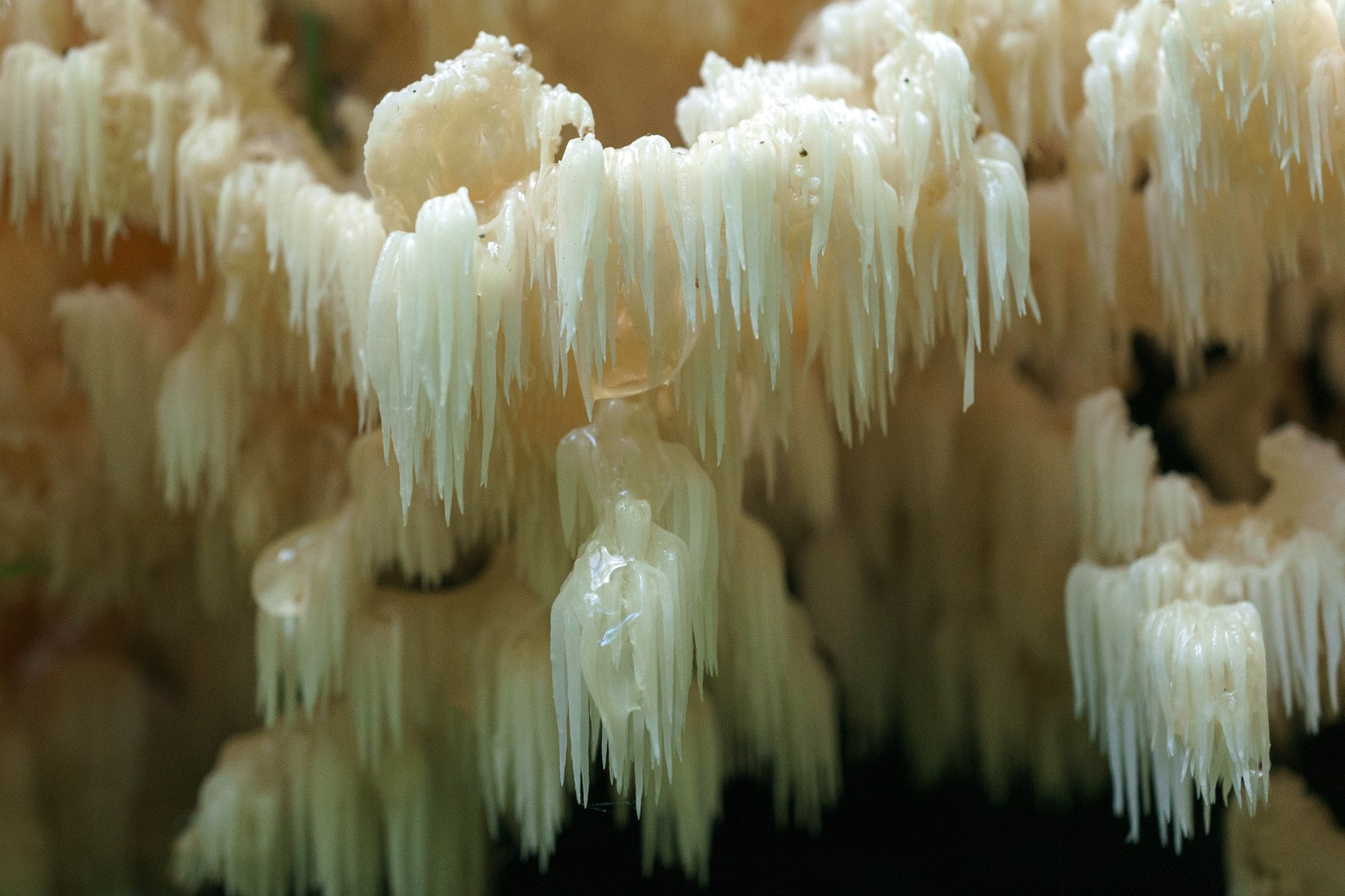 Макросъёмка. Ваш личный фотограф Марина Волкова