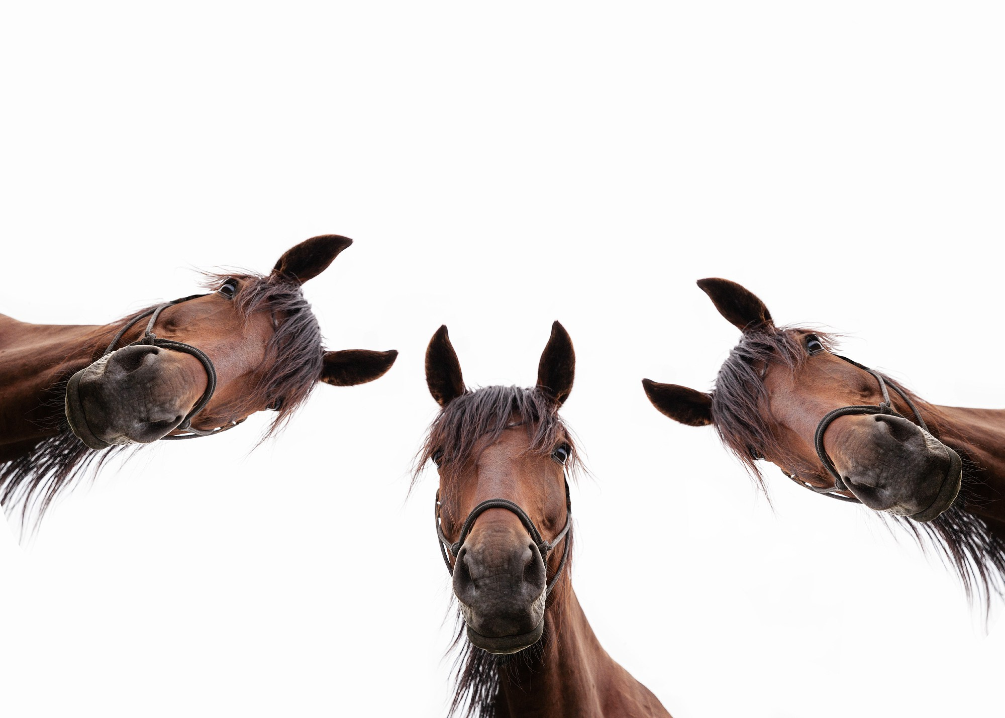 Animals and pets. Visual artist Olga Burmistrova