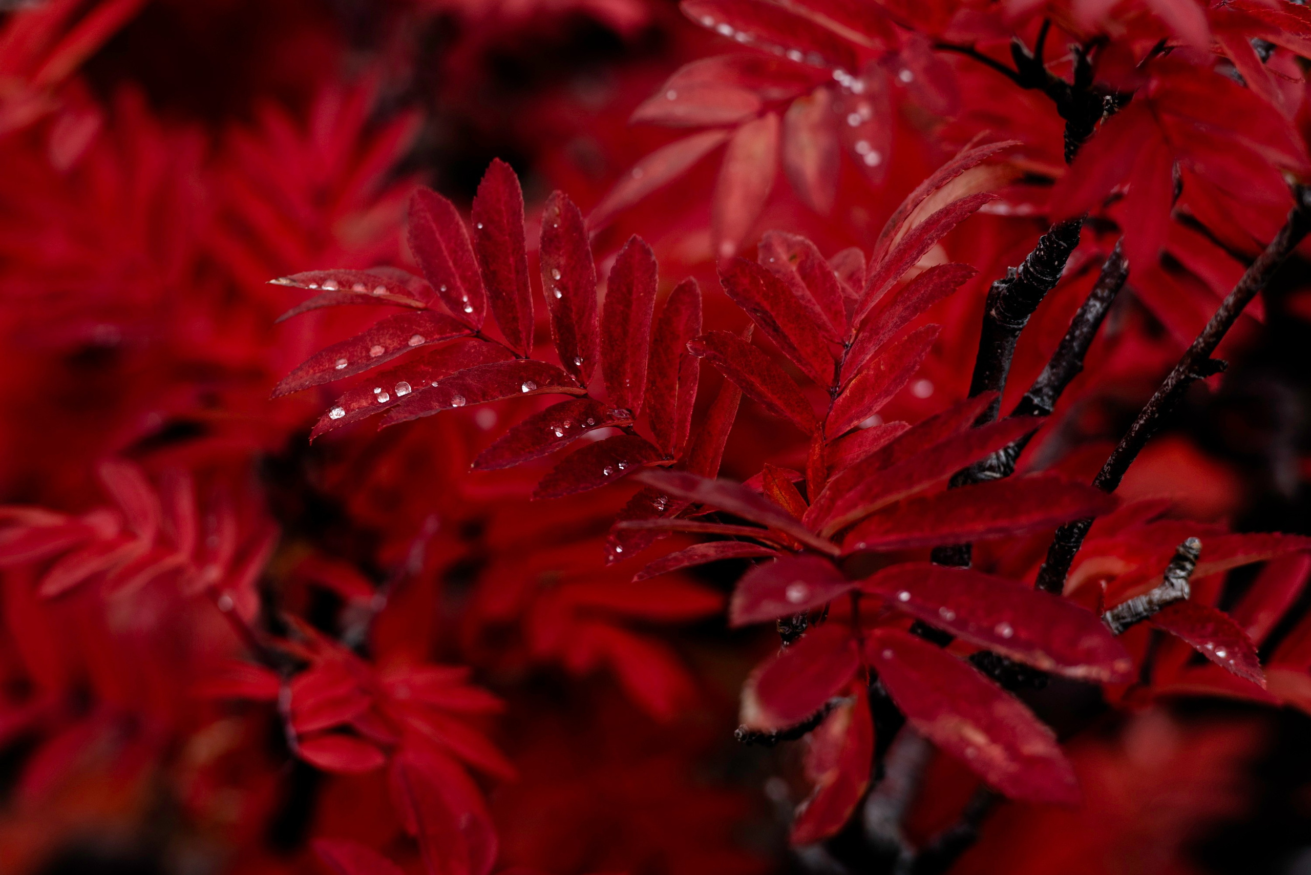 NATURE. Sailing Photographer Marina Semenova