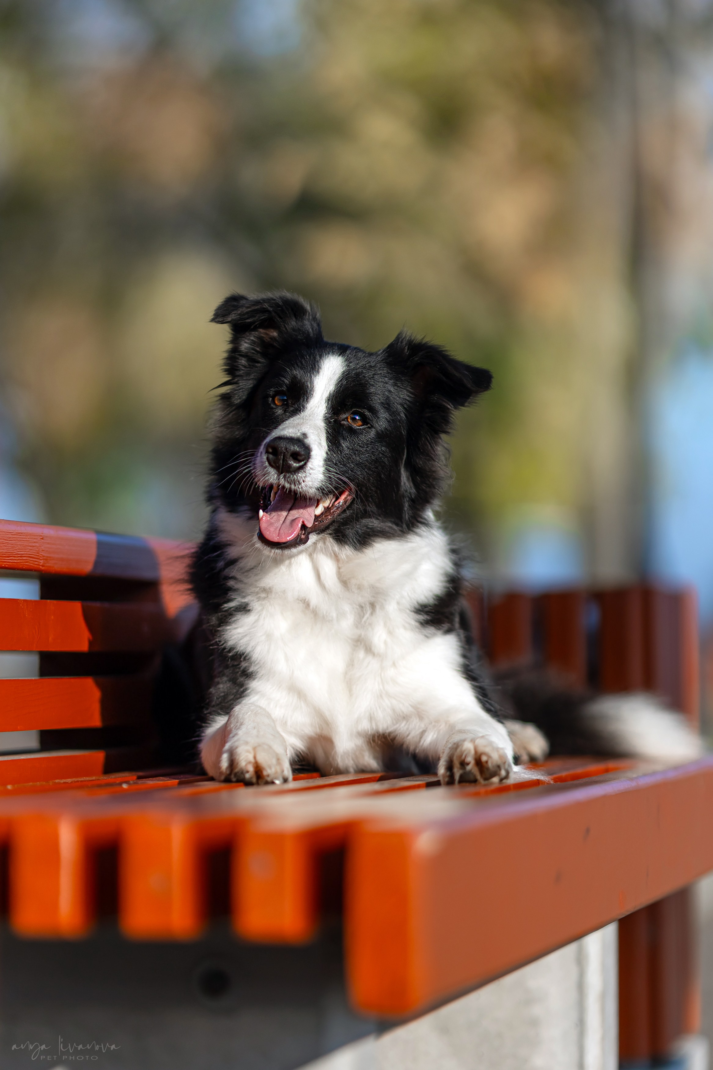 Алена и Майли. Фотограф анималист Аня Ливанова | Рыбинск