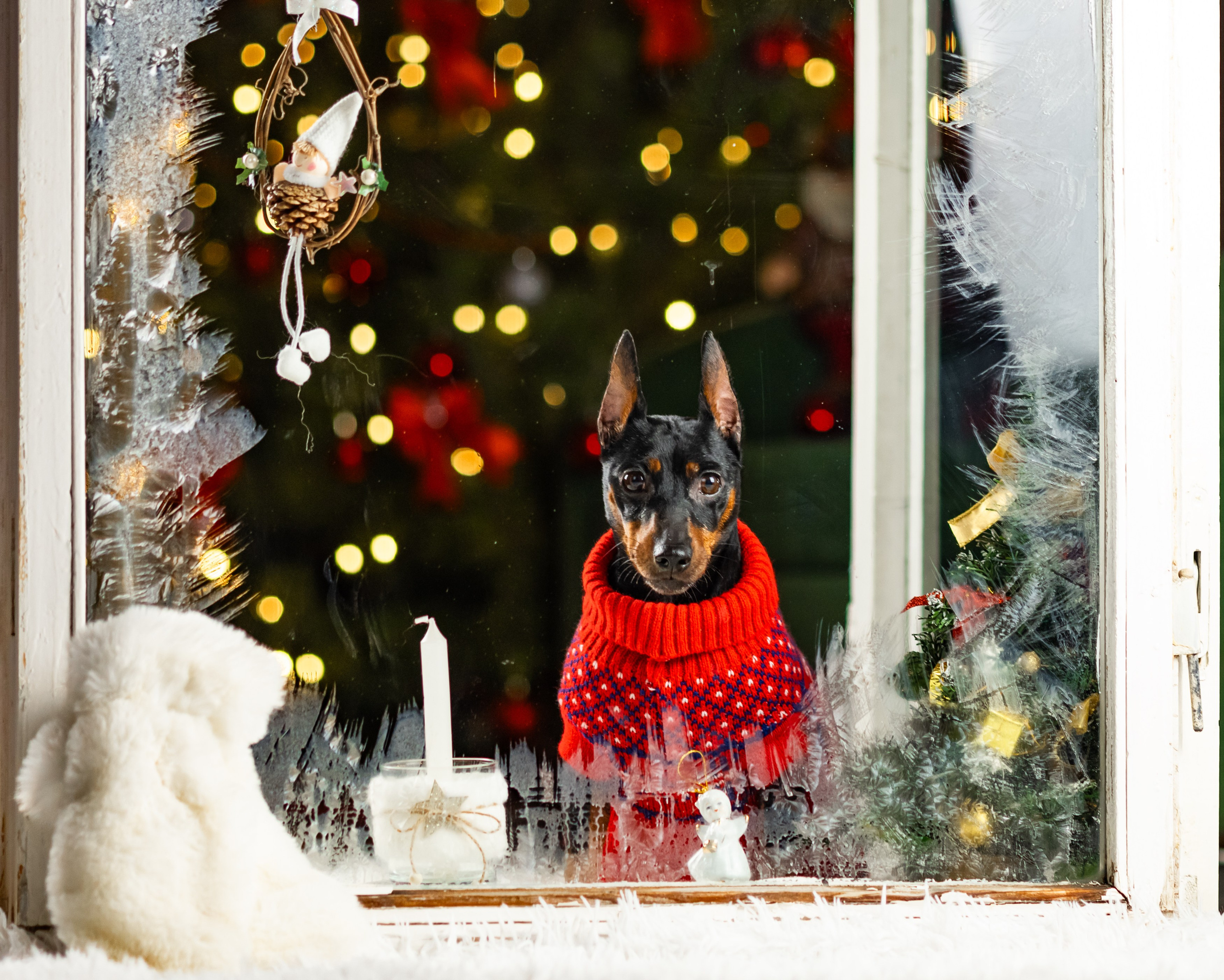 Окошко. Фотограф анималист Аня Ливанова | Рыбинск