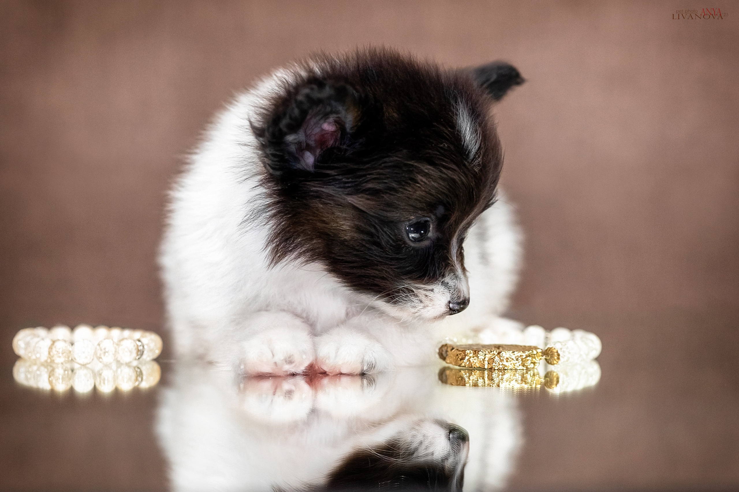 Папийончики. Фотограф анималист Аня Ливанова | Рыбинск