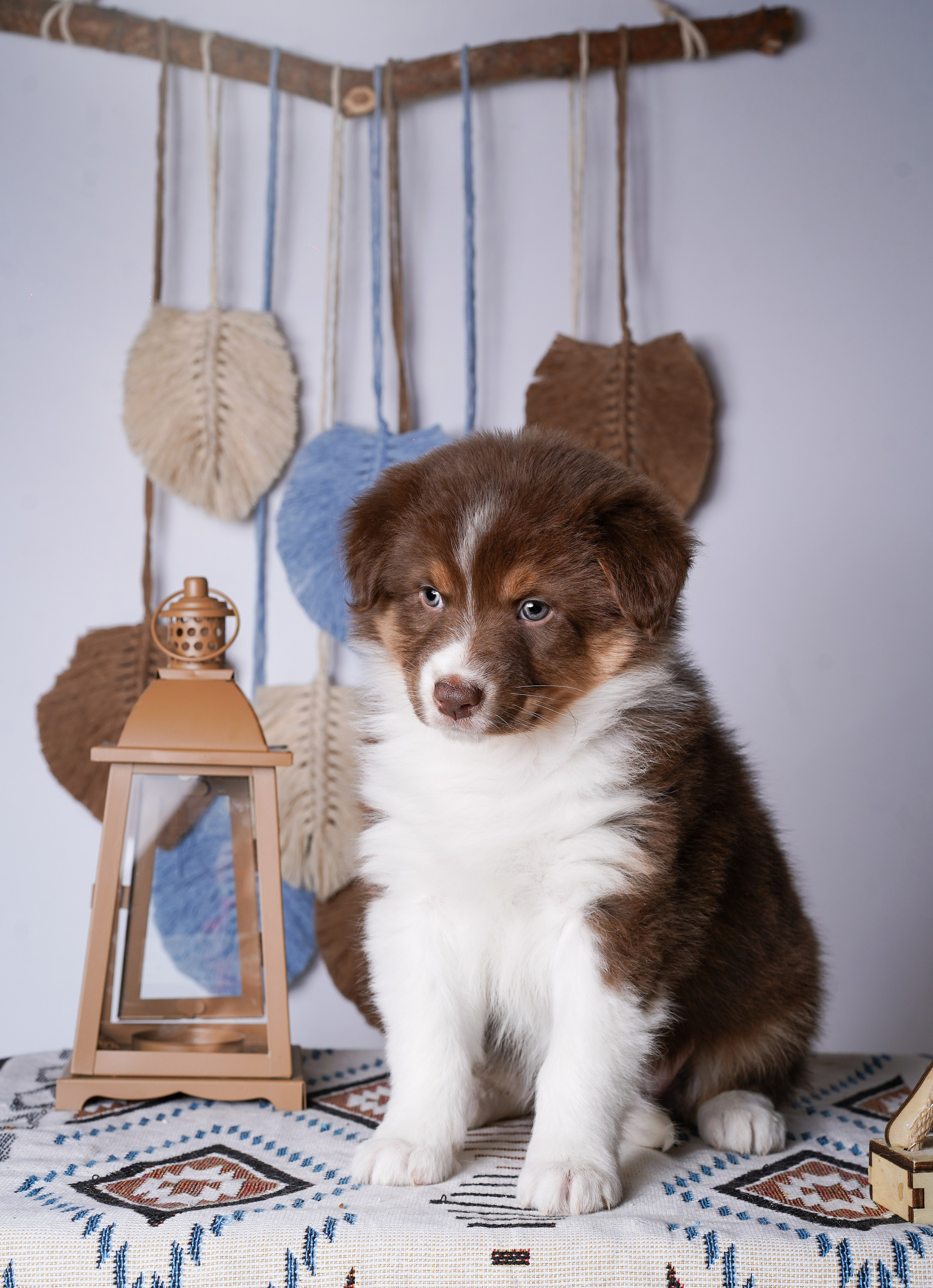 Щенки аусси. Фотограф-анималист в Санкт-Петербурге Яна Мартынова