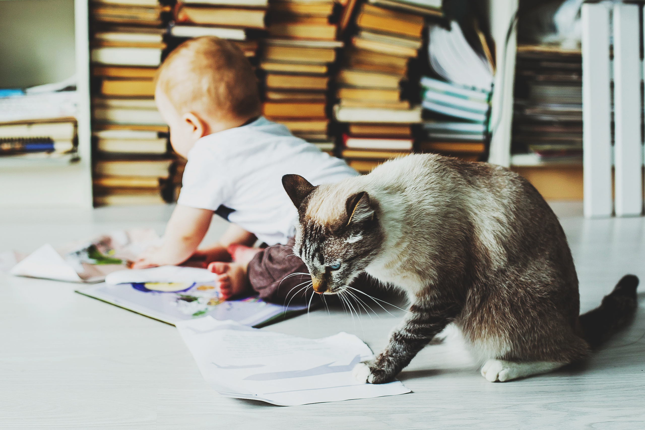 Лев. Фотограф Полина Егорова город Тюмень