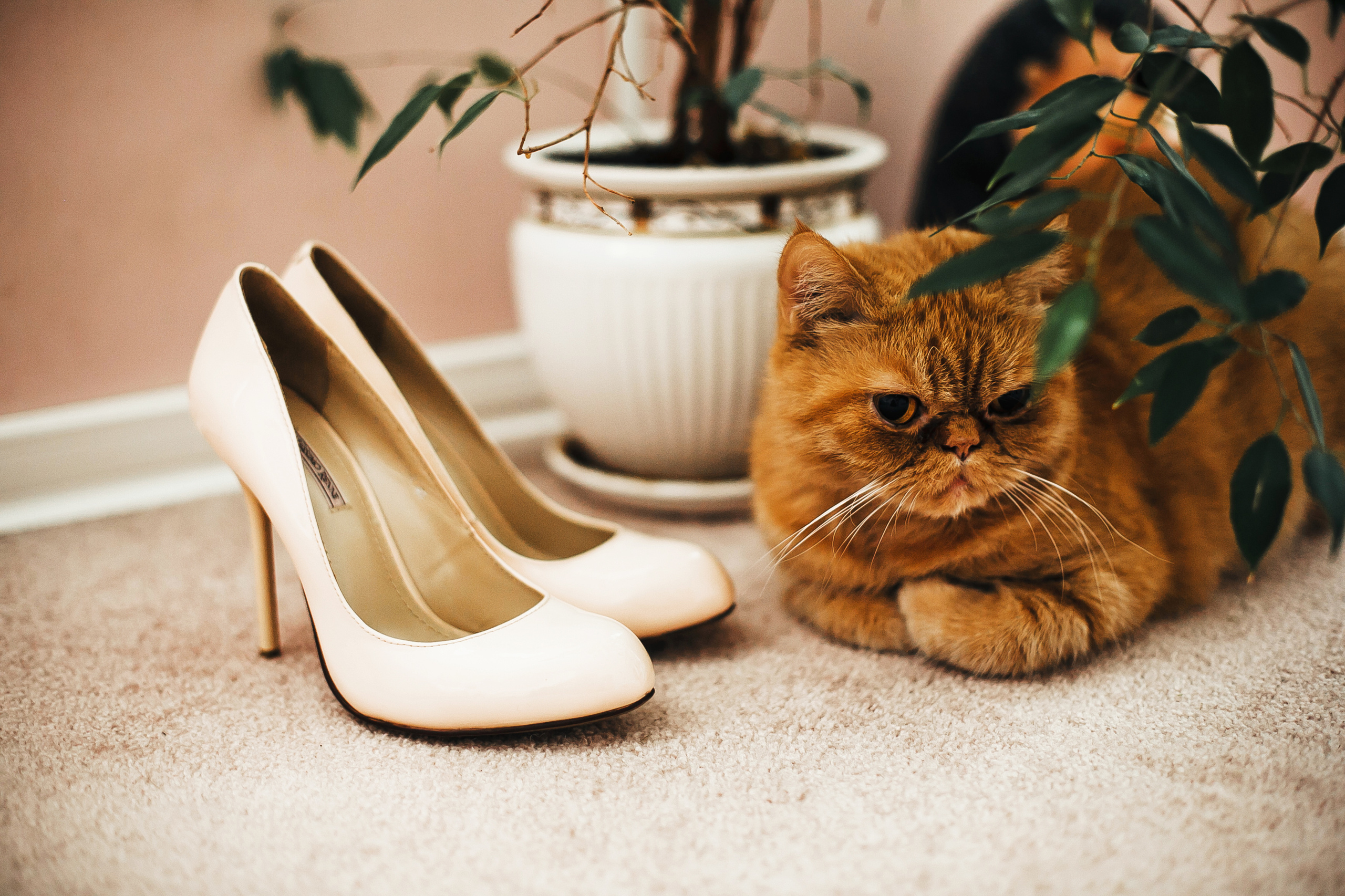 Михаил и Елена. Фотограф Полина Егорова город Тюмень