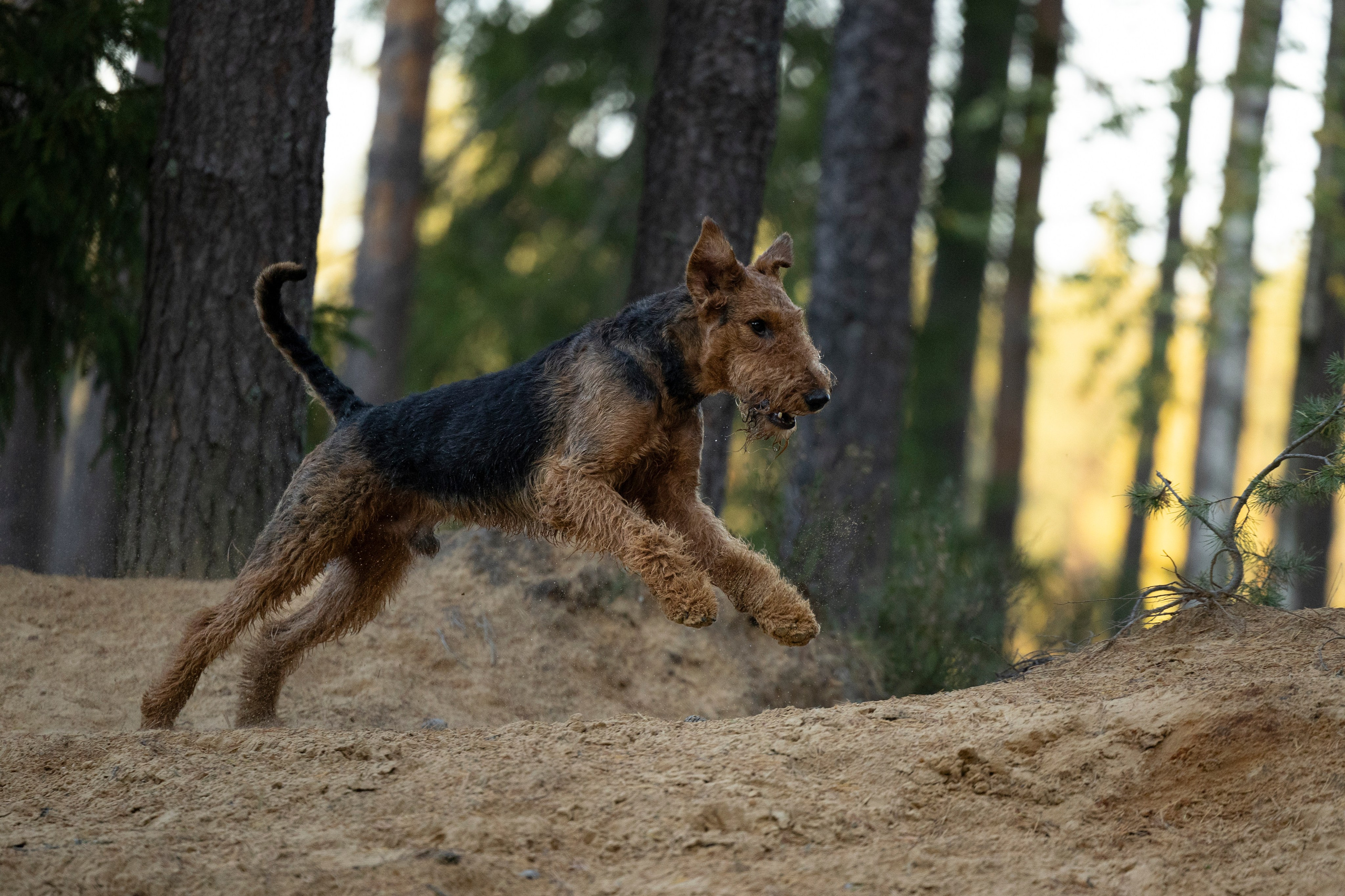 Харди. Фотограф-анималист Анна Маринич