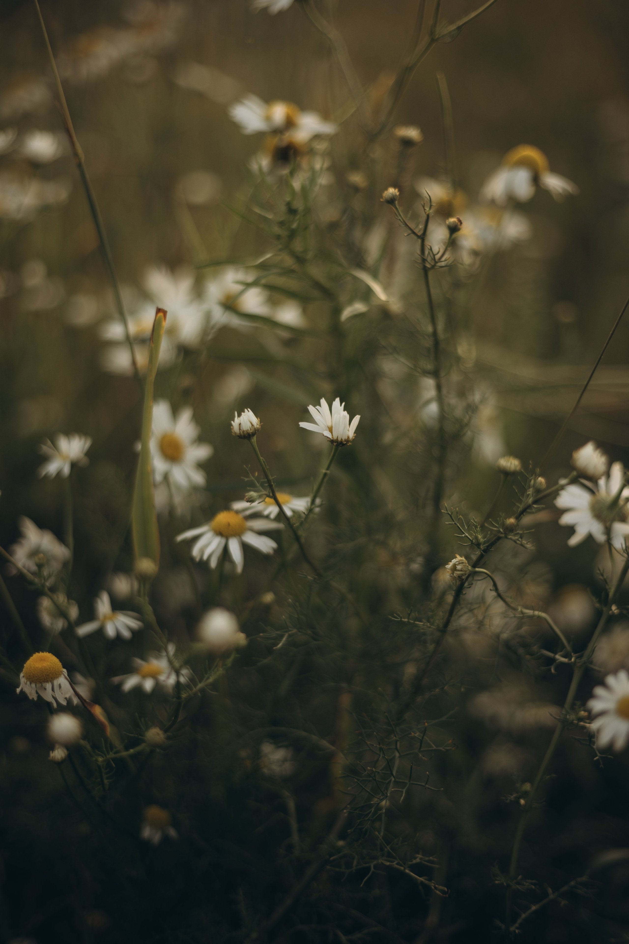 Семейная на природе. Фотограф в Иваново и Суздале