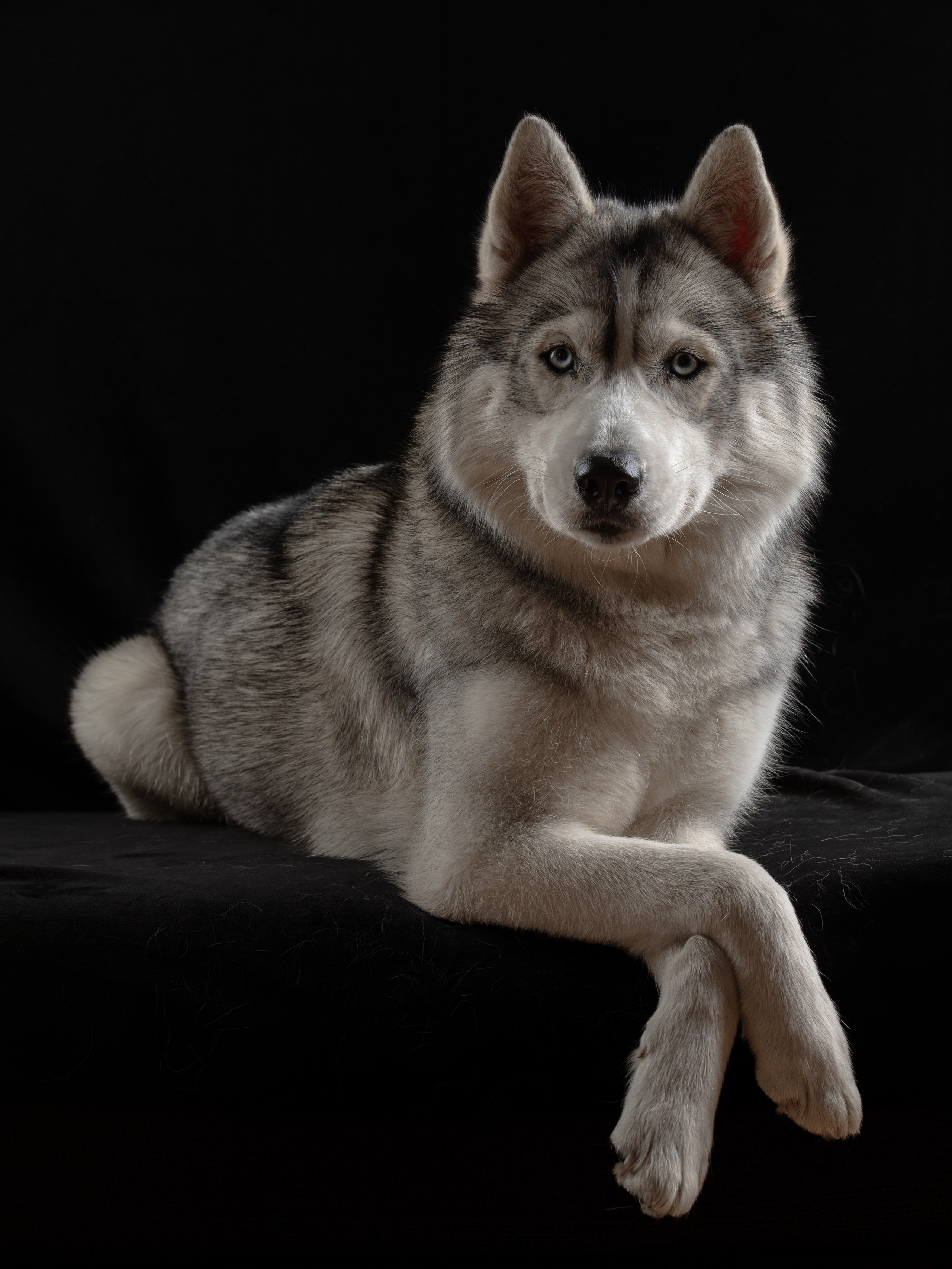 Белка | хаски. Alexandrovna photography