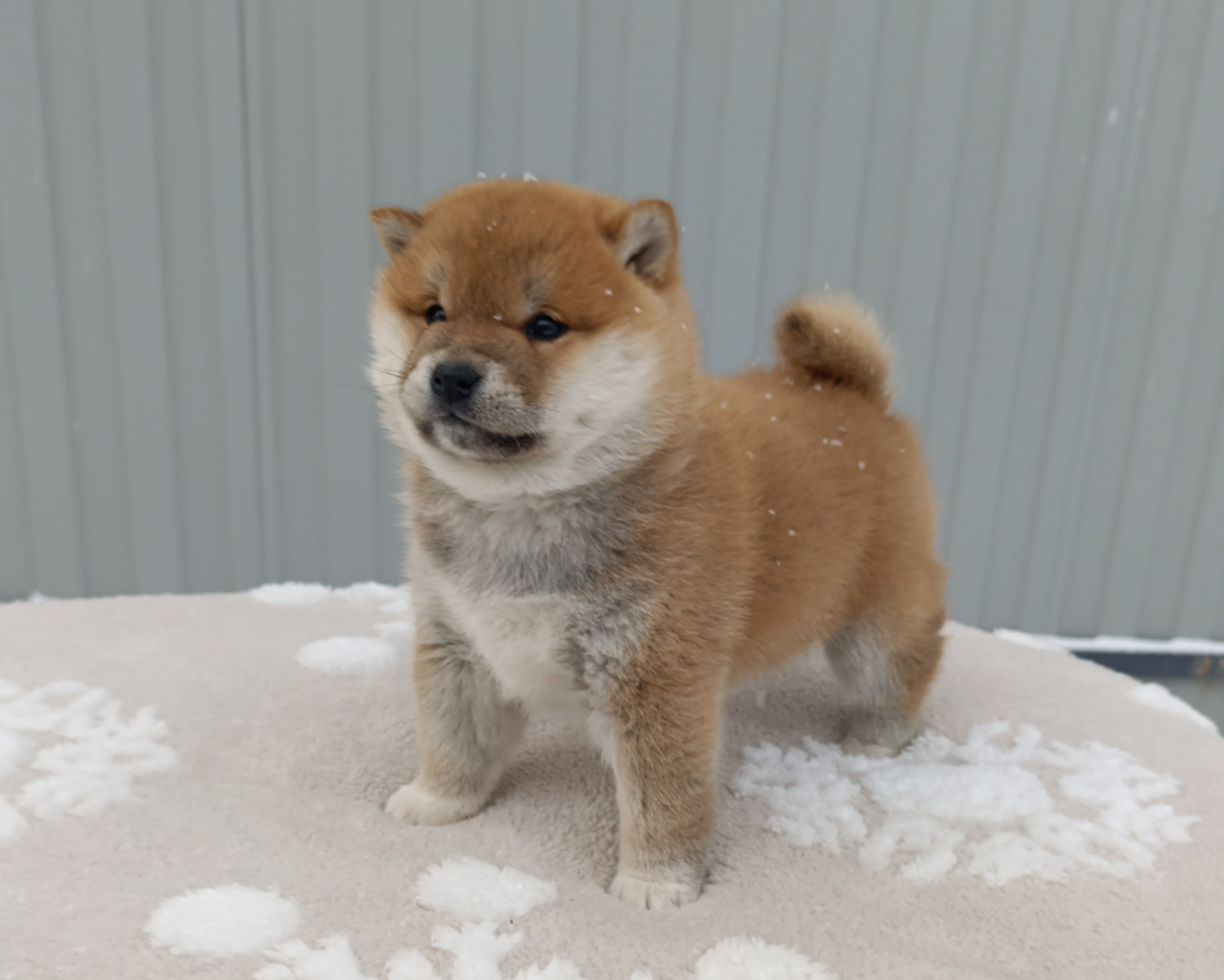 сиба питомник Рубилайт щенки на продажу rubylight  сиба щенки купить СПб Санкт-Петербург 