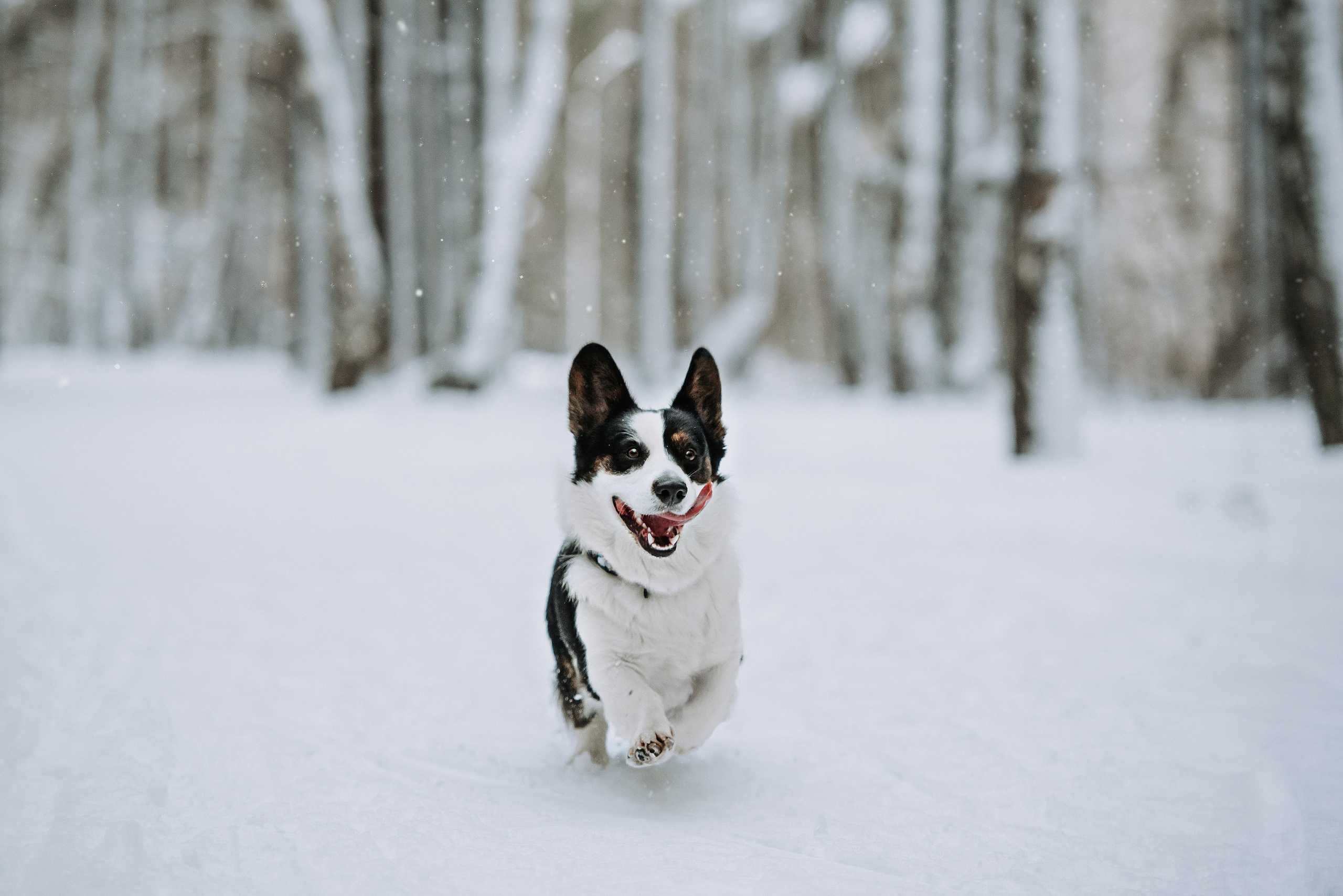 Фотопрогулка с питомцами. Фотограф Диана Оленина Красноярск / Братск