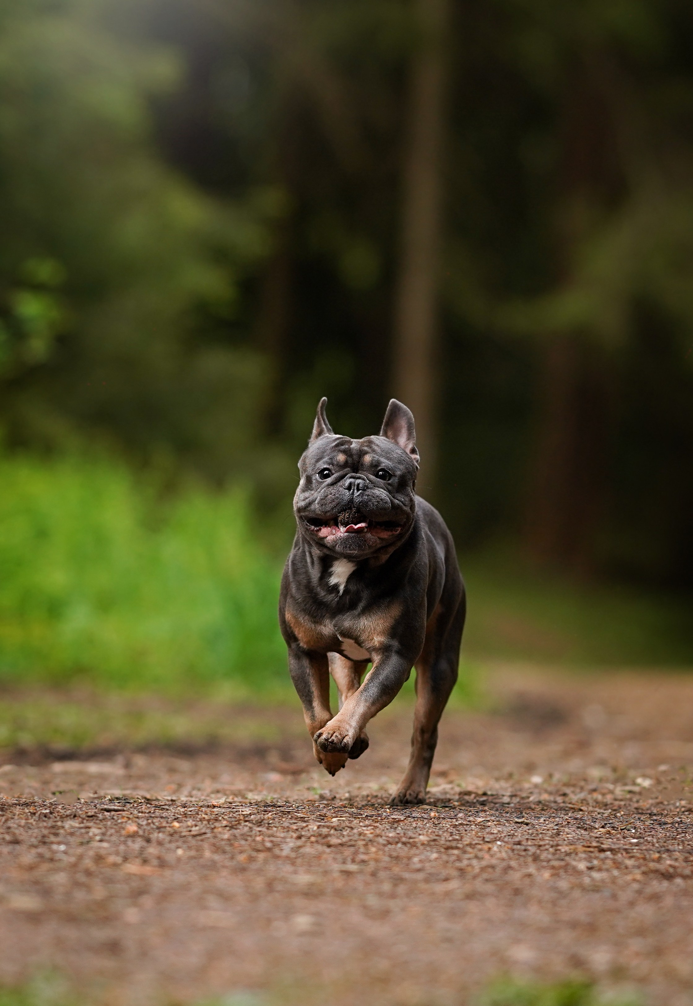 Юлия Петя и Моника. Фотограф-анималист в Санкт-Петербурге Яна Мартынова