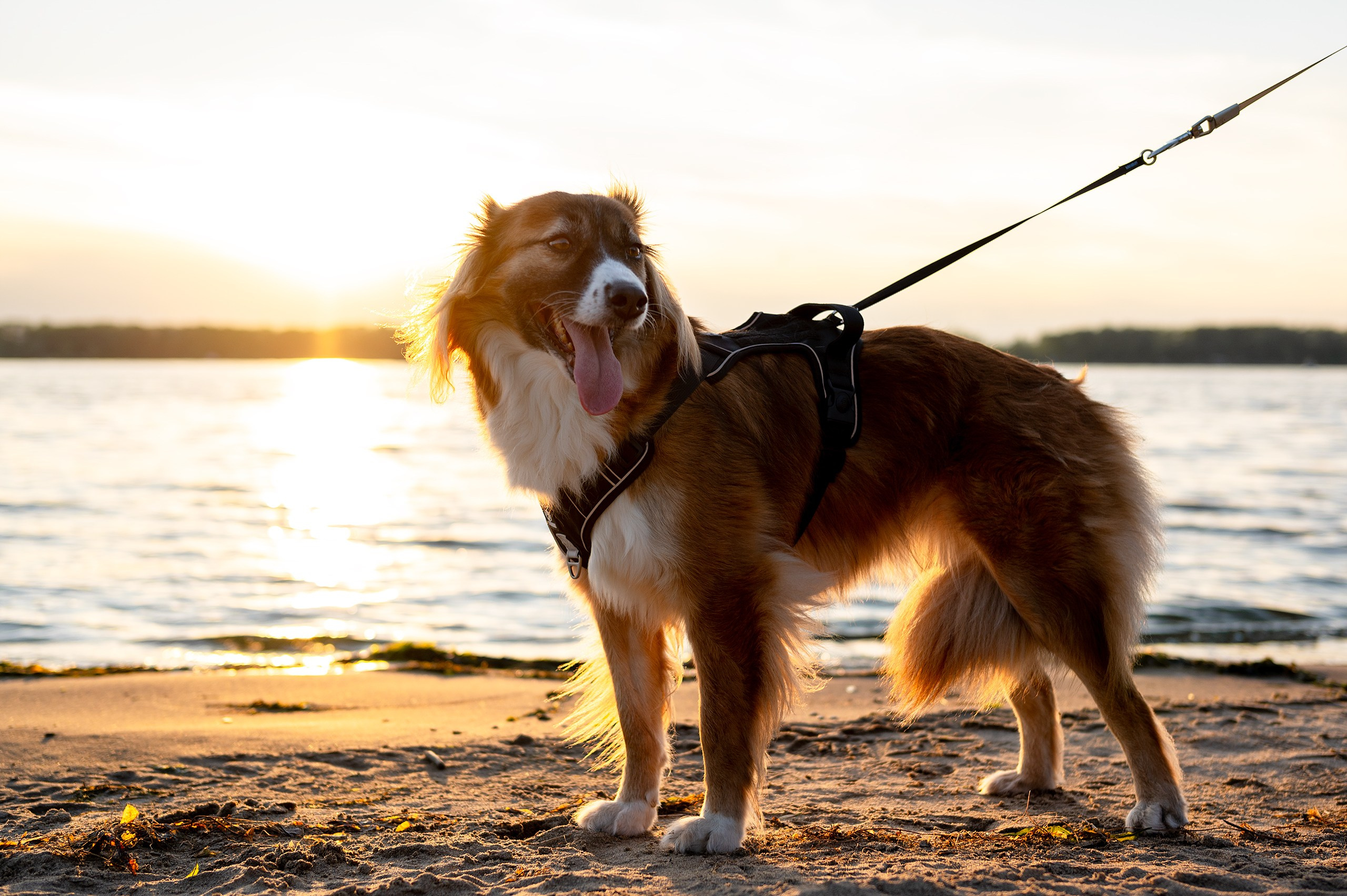 Лиза, Клопа и Хрюша. Главная