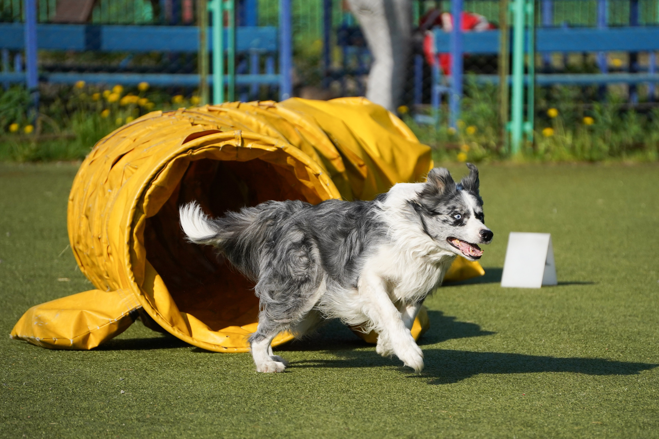 Аджилити 25.05.24, Санкт-Петербург. Фотограф-анималист Анастасия Большакова