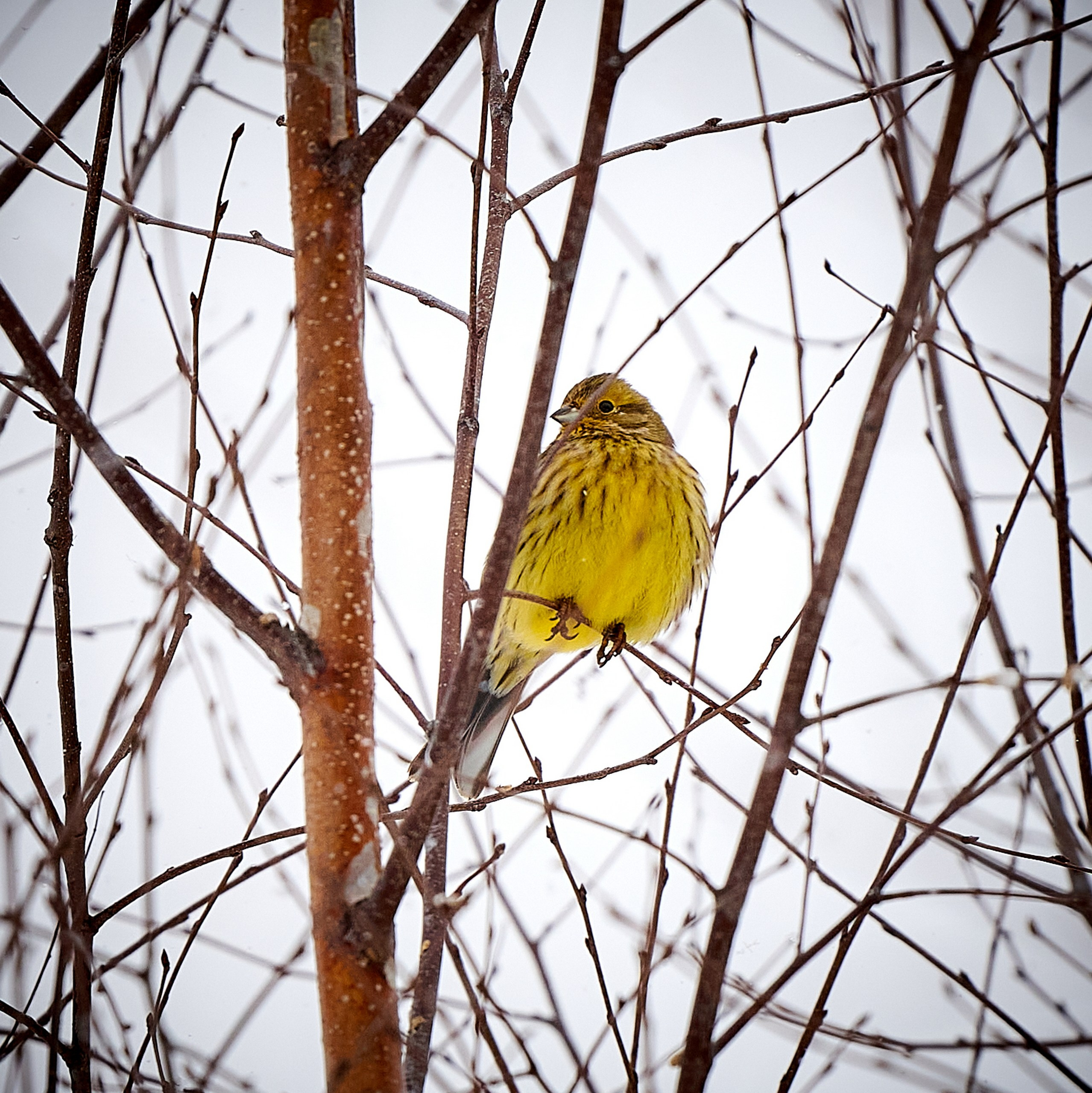 Фото птиц — галерея NATRIEL