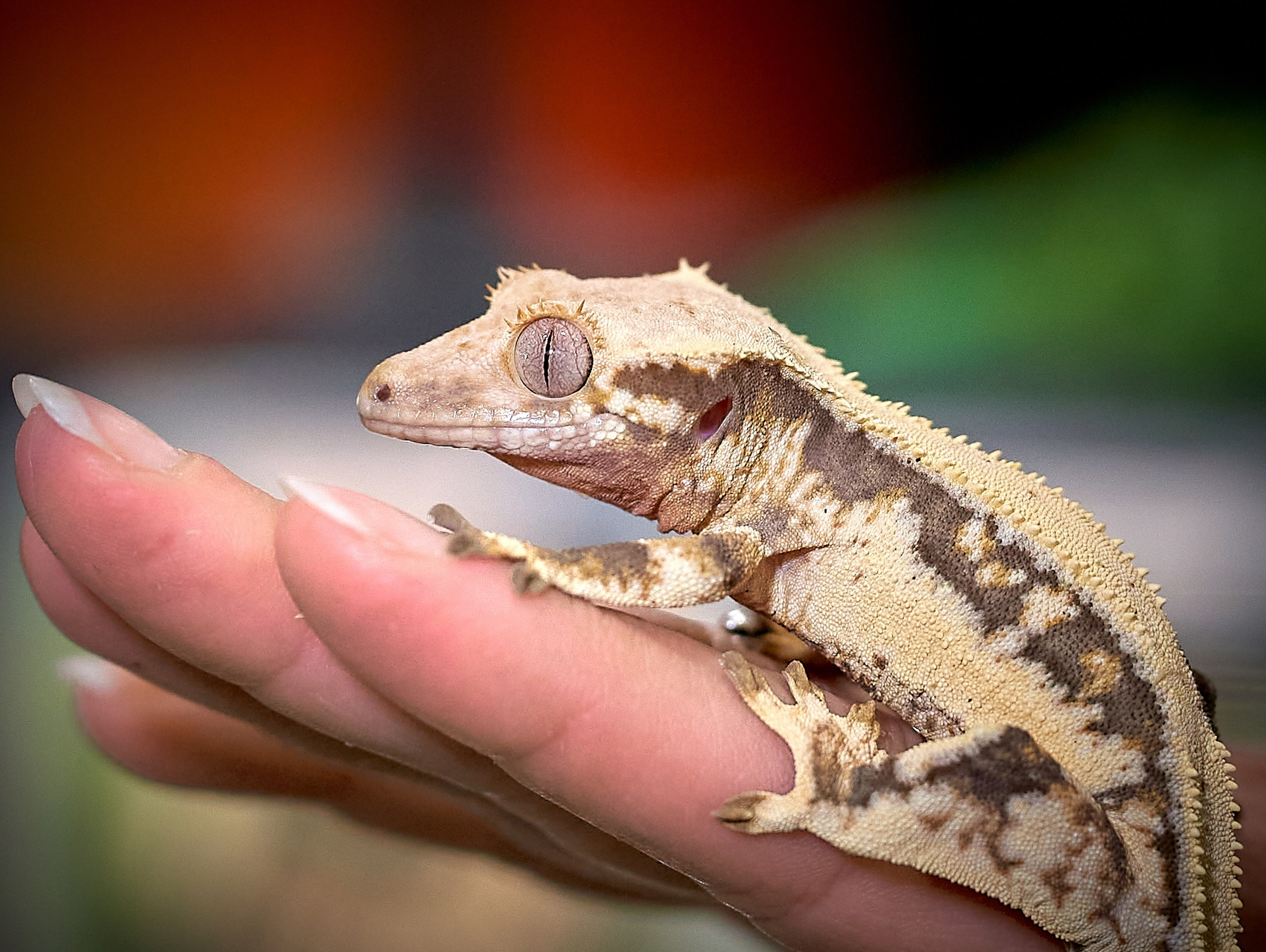 Рептилии — галерея NATRIEL