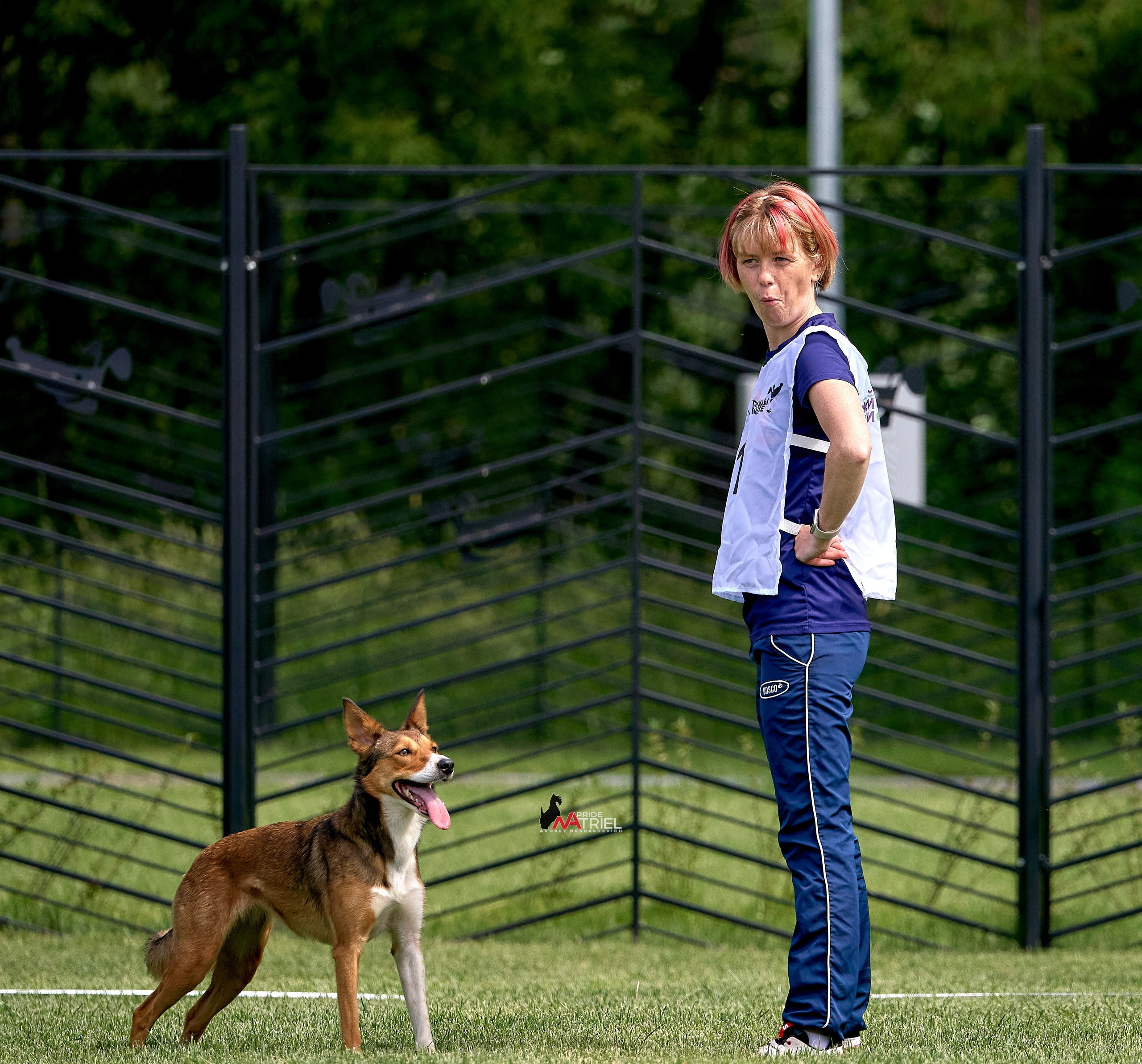 Аджилити — галерея NATRIEL