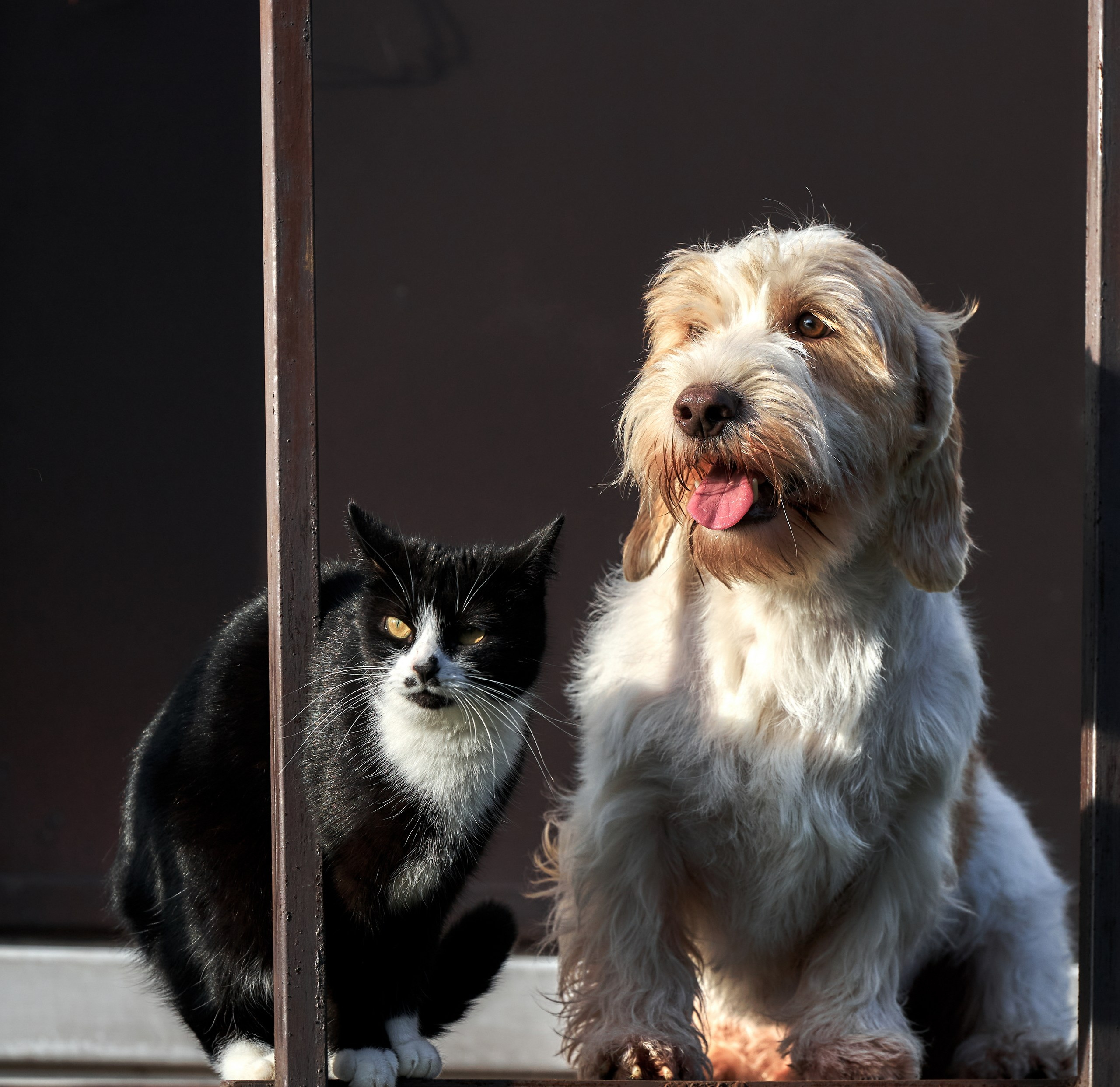 Домашние кошки — галерея NATRIEL