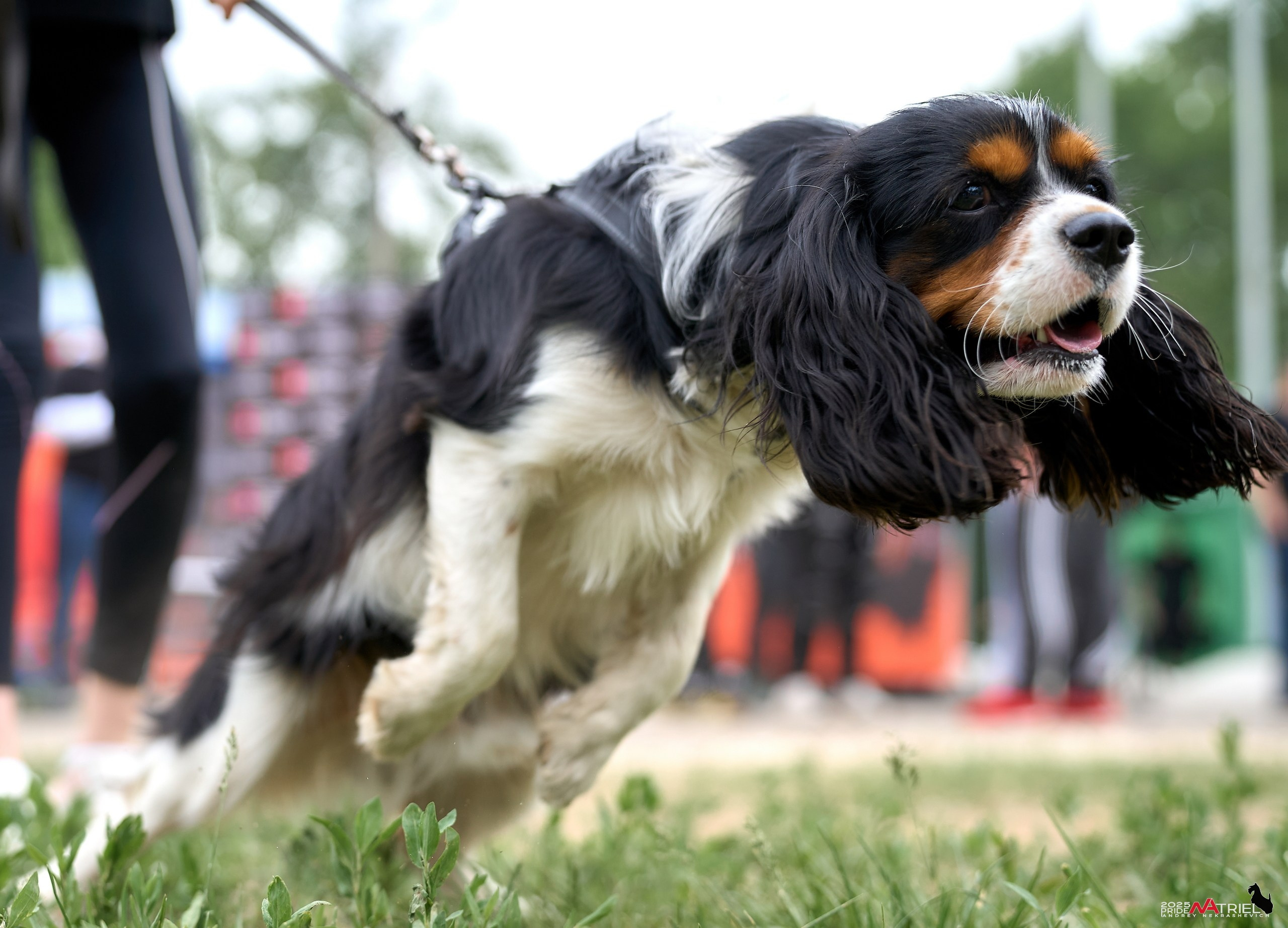 Russian Extreme Dog Trail — 2025