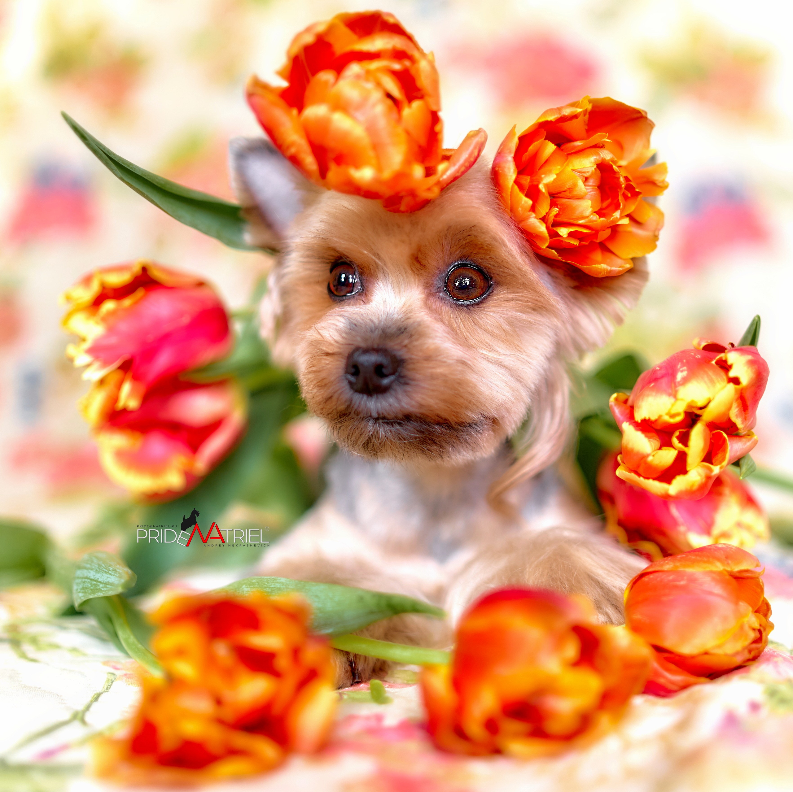 Йоркширский терьер Циля