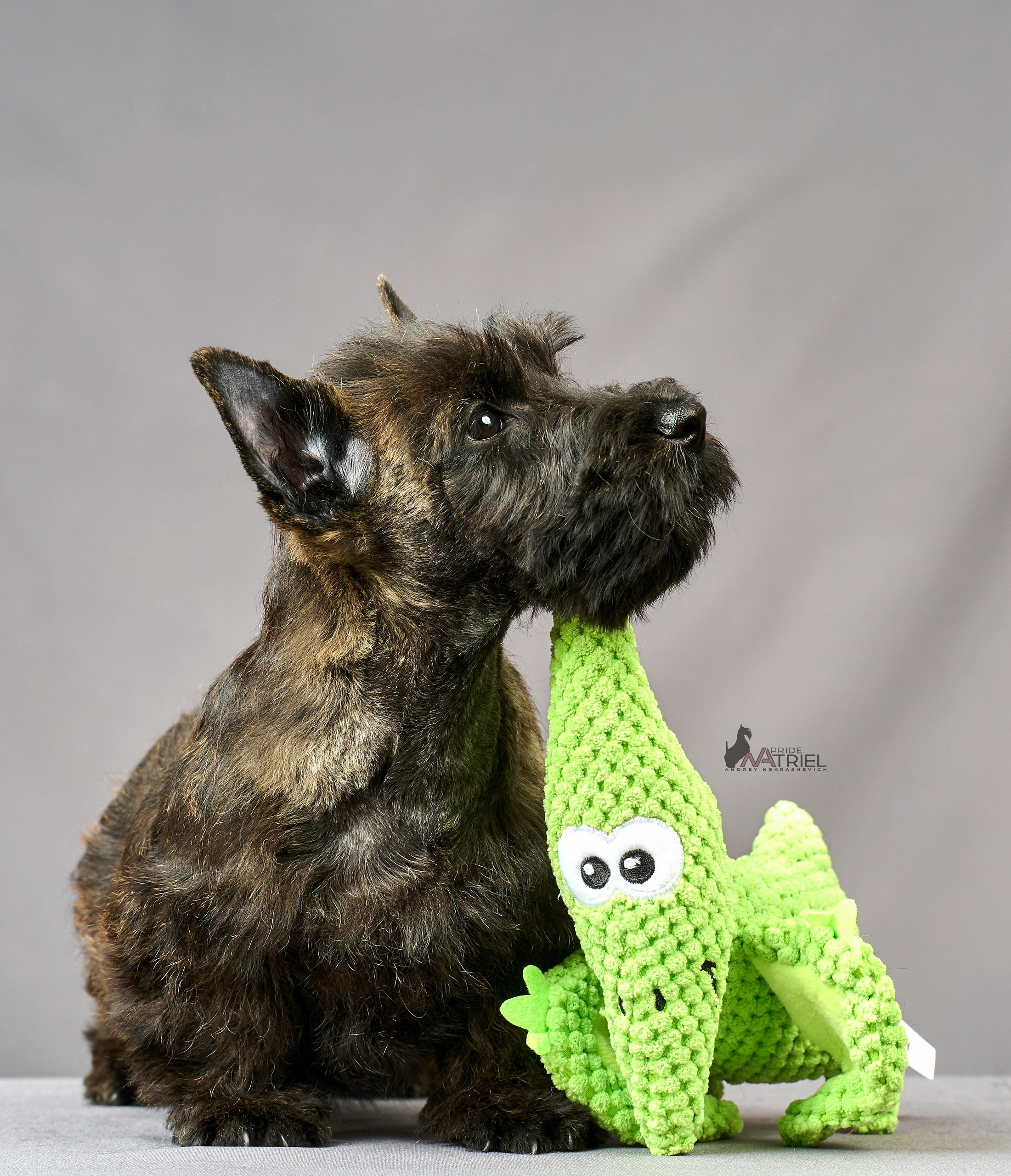 Съемка щенков скотч-терьеров