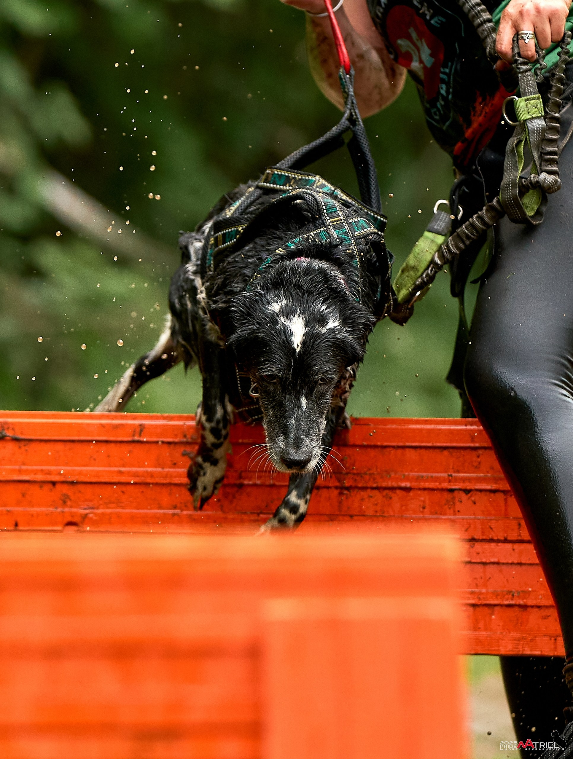 Russian Extreme Dog Trail — 2025