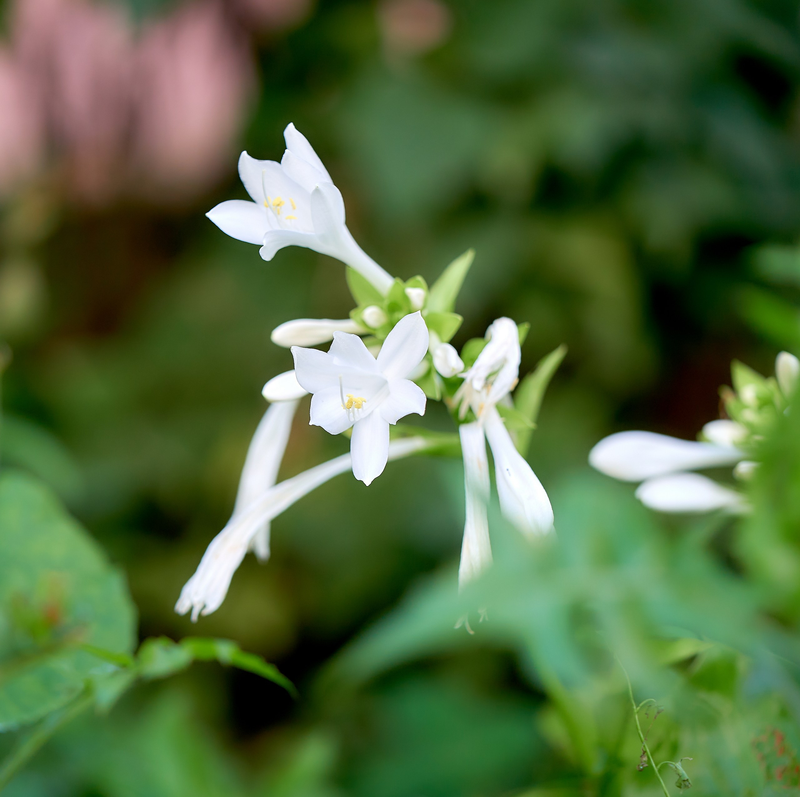 Лютики-цветочки — галерея NATRIEL