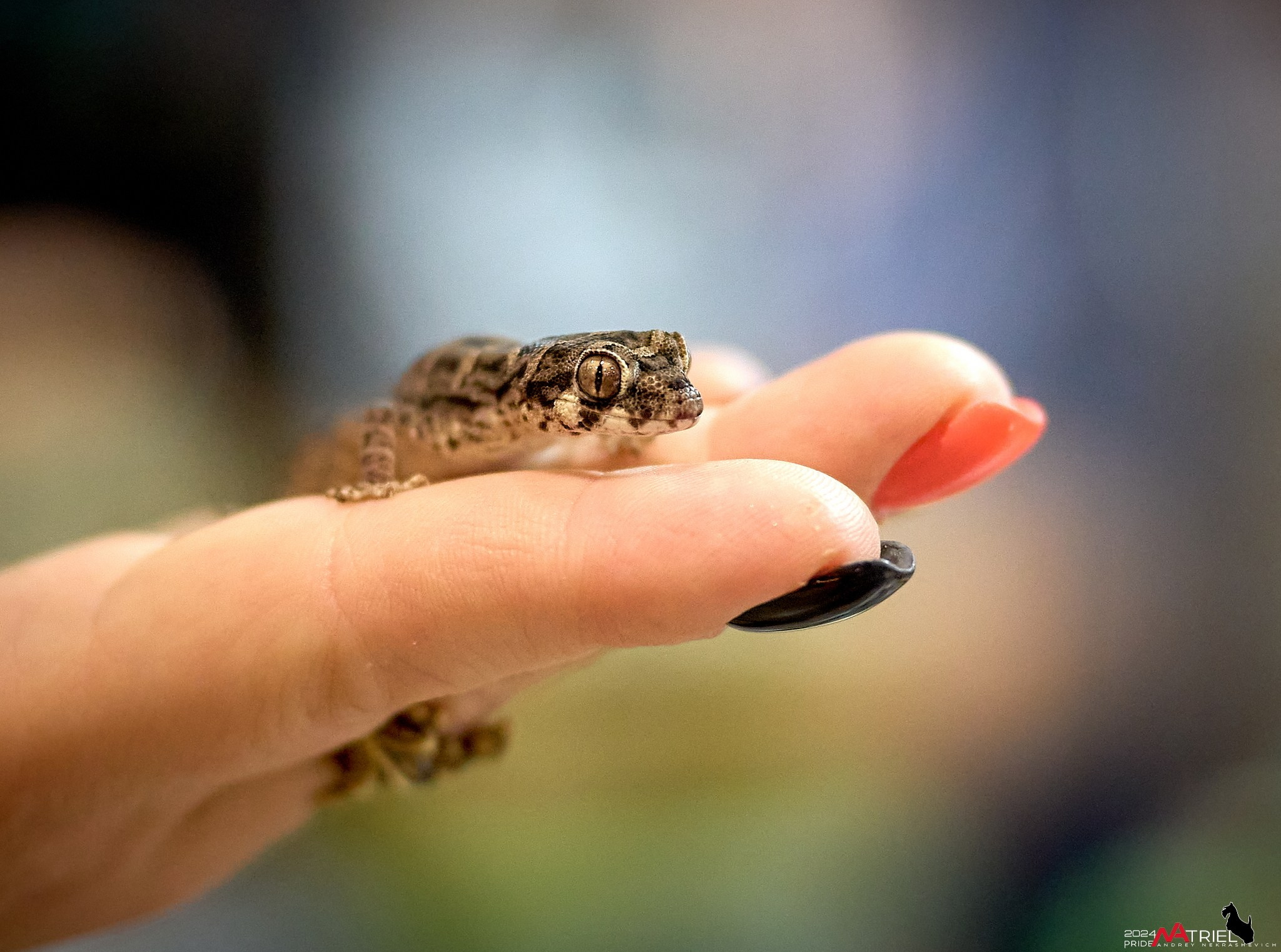 Репортаж с выставки РЕПТИЛИУМ-2024