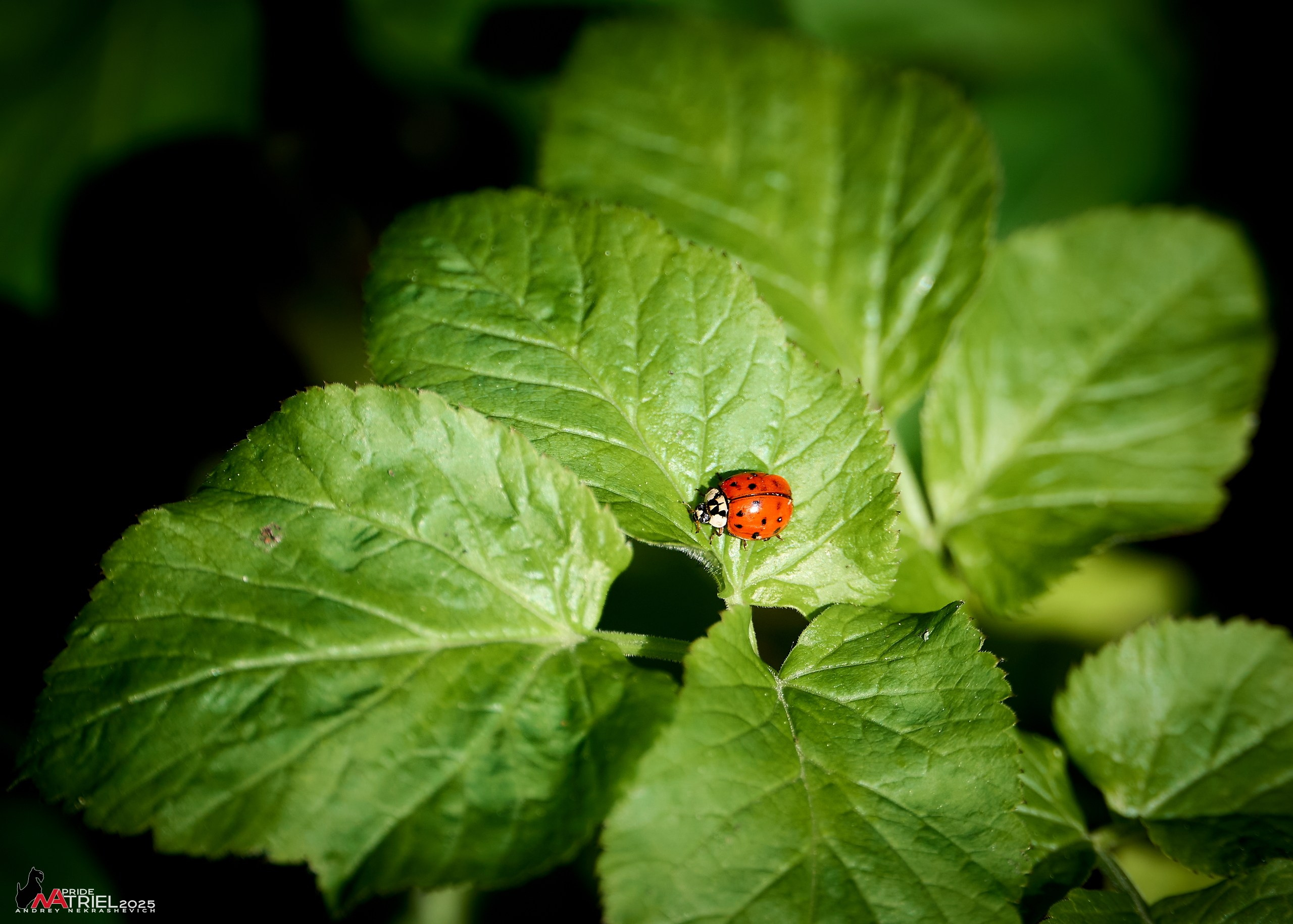 Съемка в майском лесу