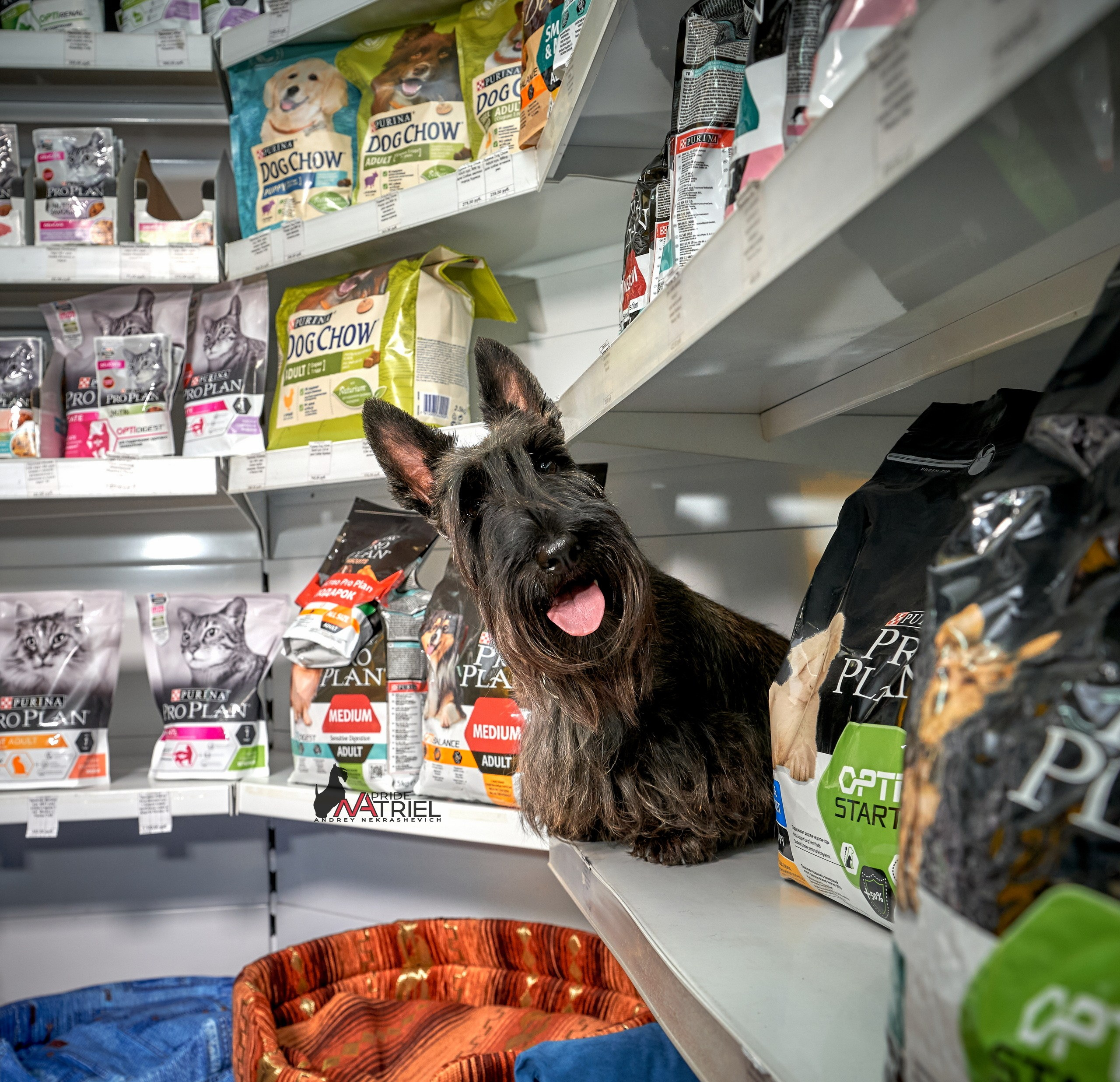 Реклама с животными — галерея NATRIEL