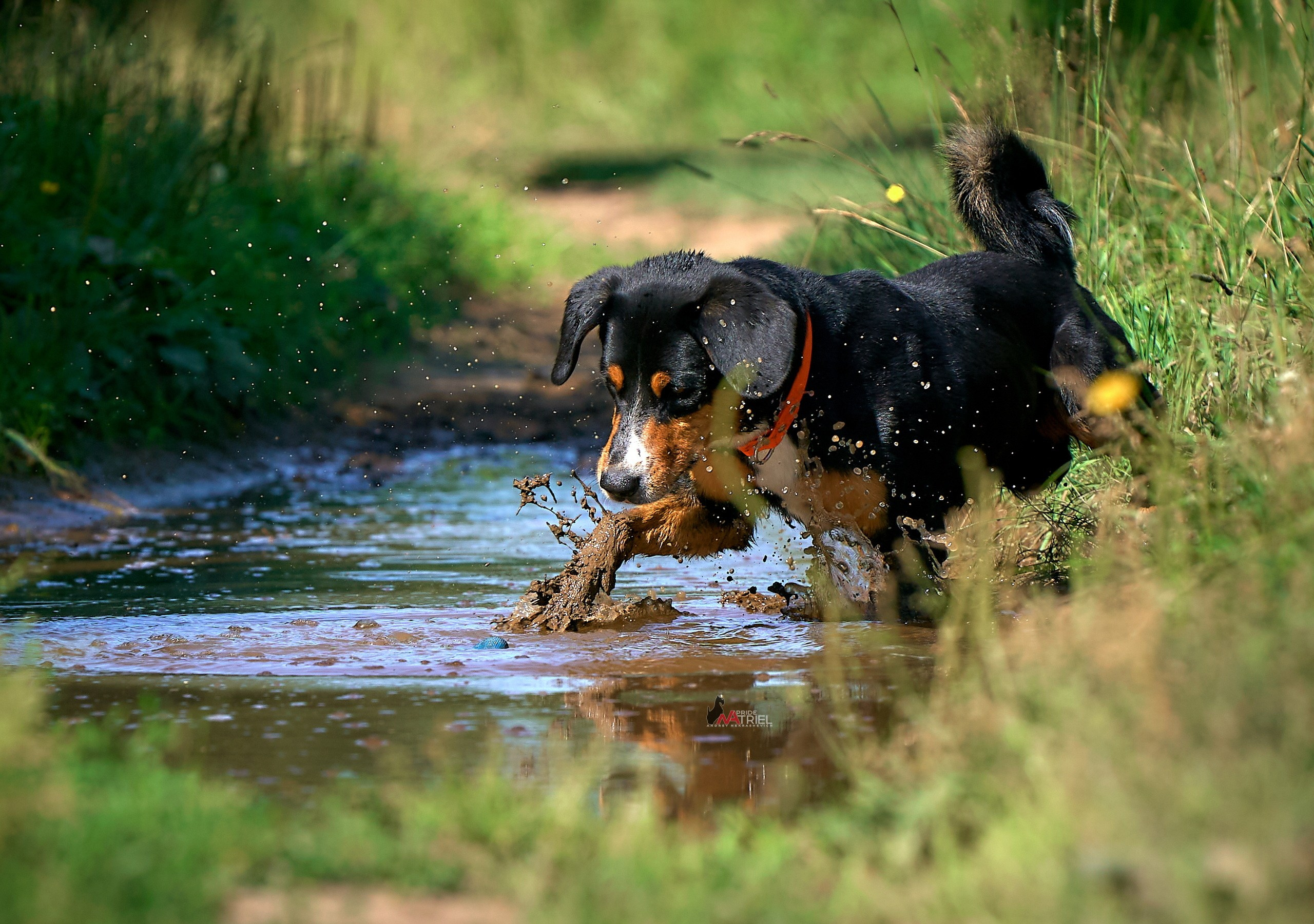 Прогулка в движении — галерея NATRIEL