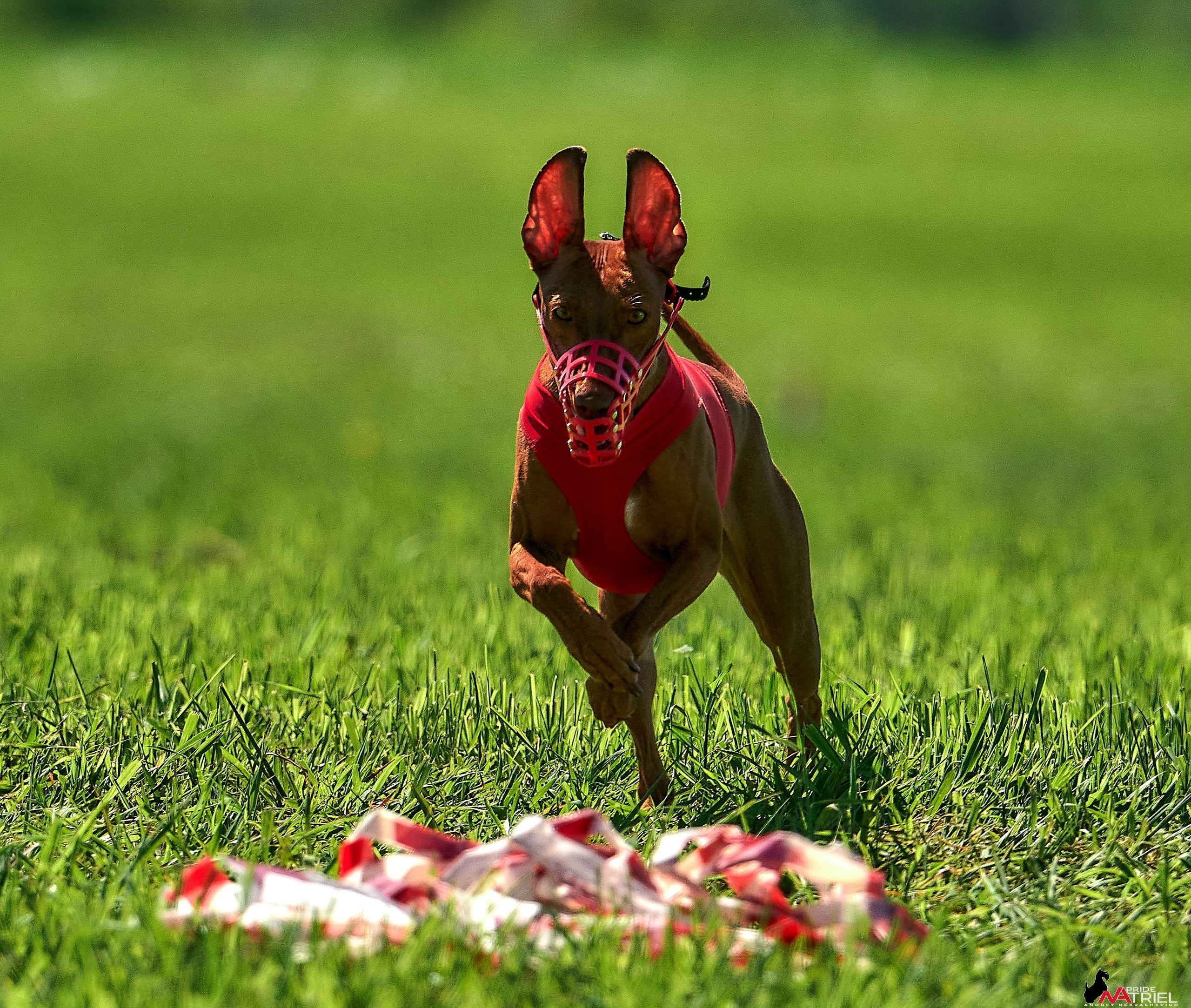 Съемка курсинг — галерея NATRIEL