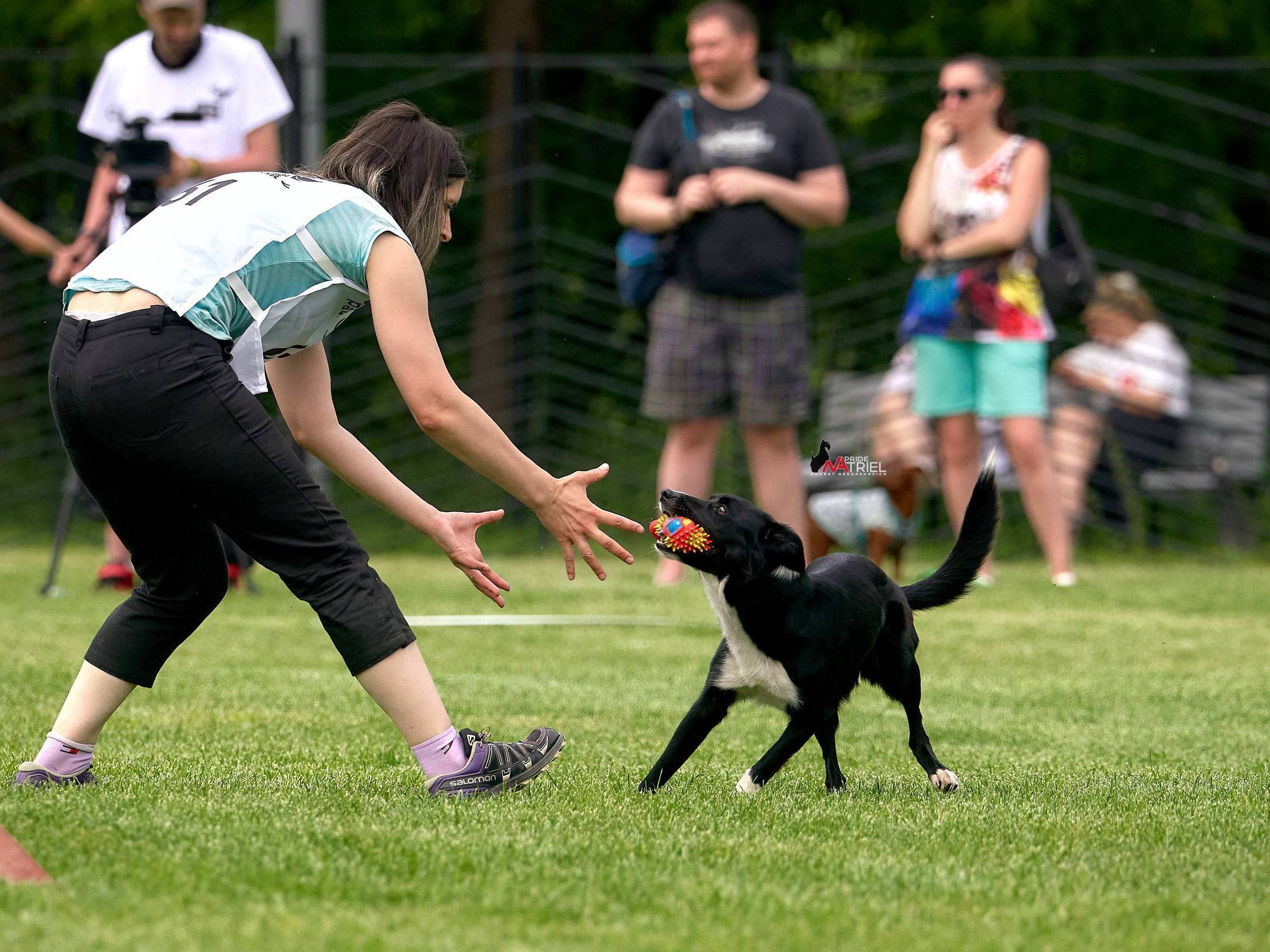 Аджилити — галерея NATRIEL