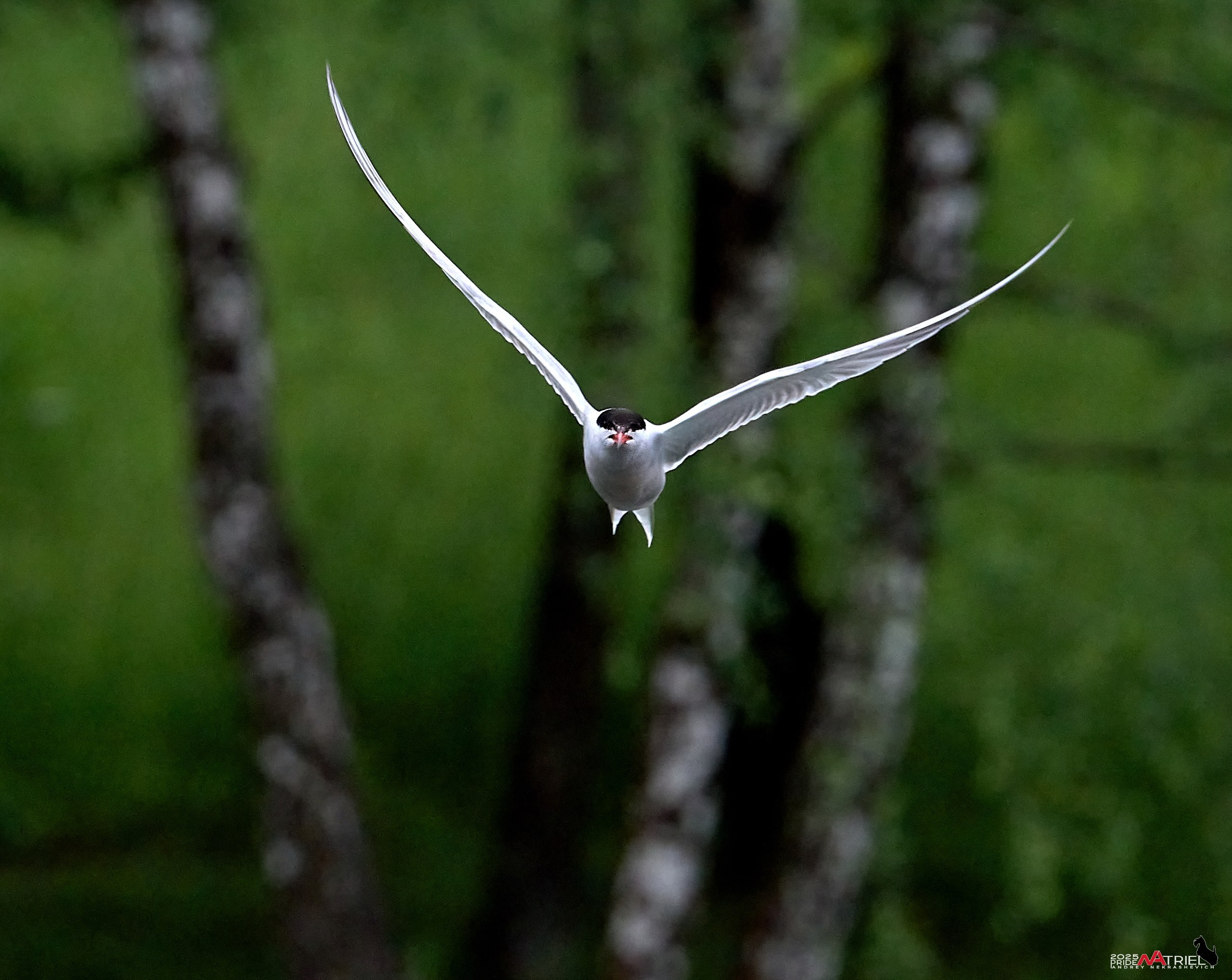 Съемка в парке на воде
