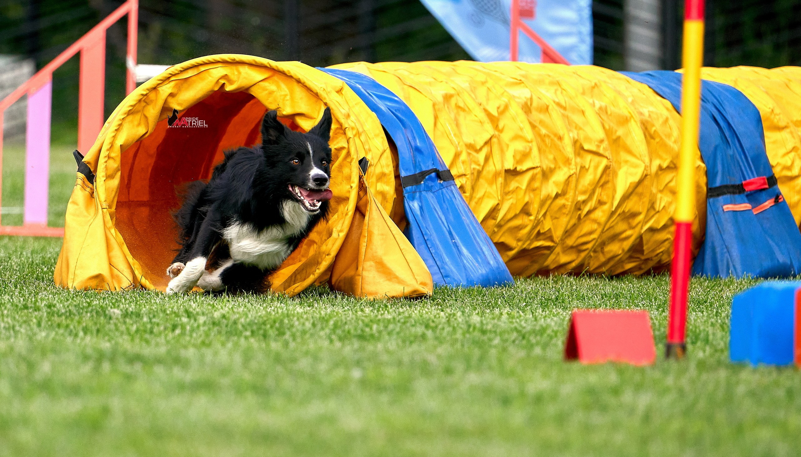 Аджилити — галерея NATRIEL