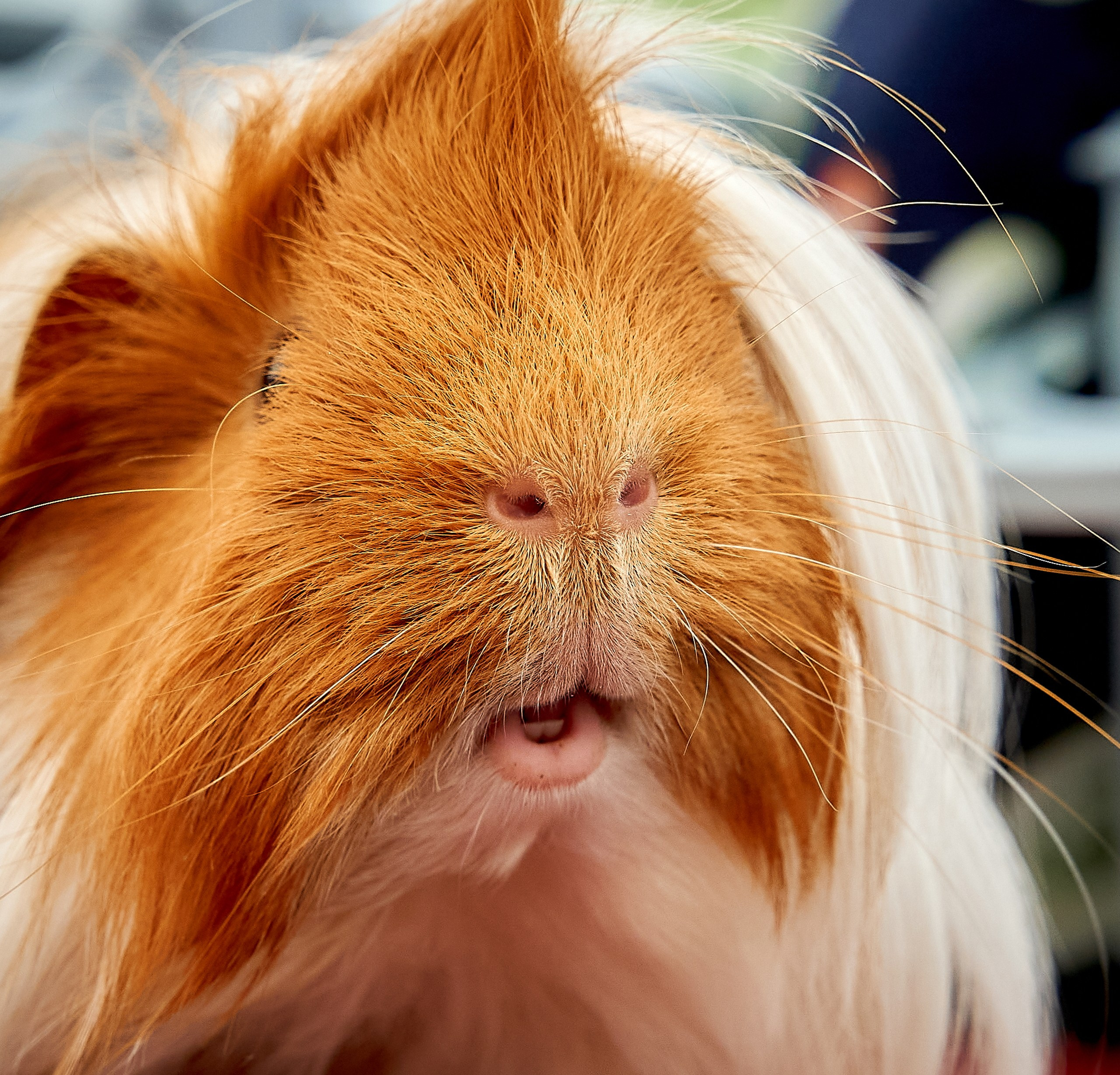 Животные — галерея NATRIEL