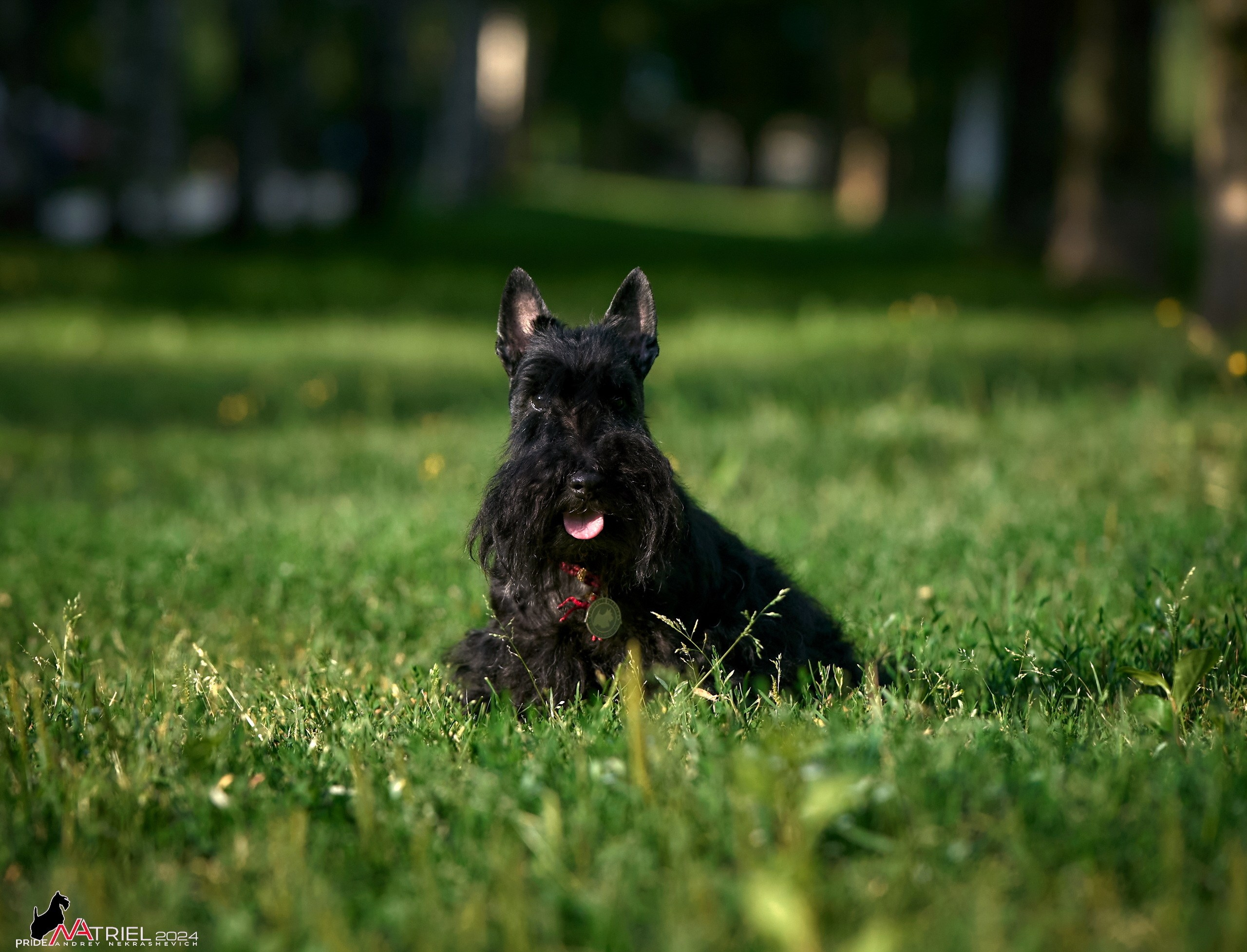 Фотопрогулка с собаками Бася и Циля