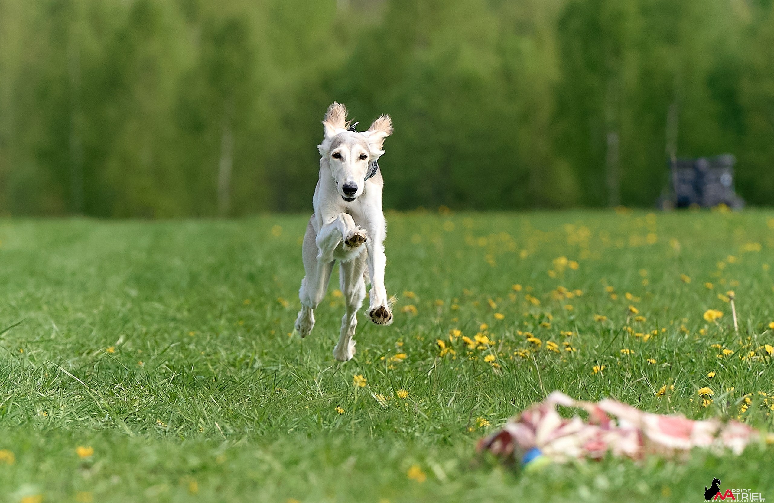 Съемка курсинг — галерея NATRIEL