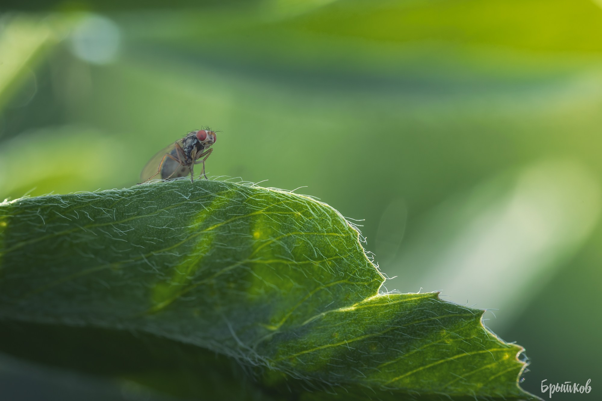 Макрофото. Николай Брытков — фотограф в Туле