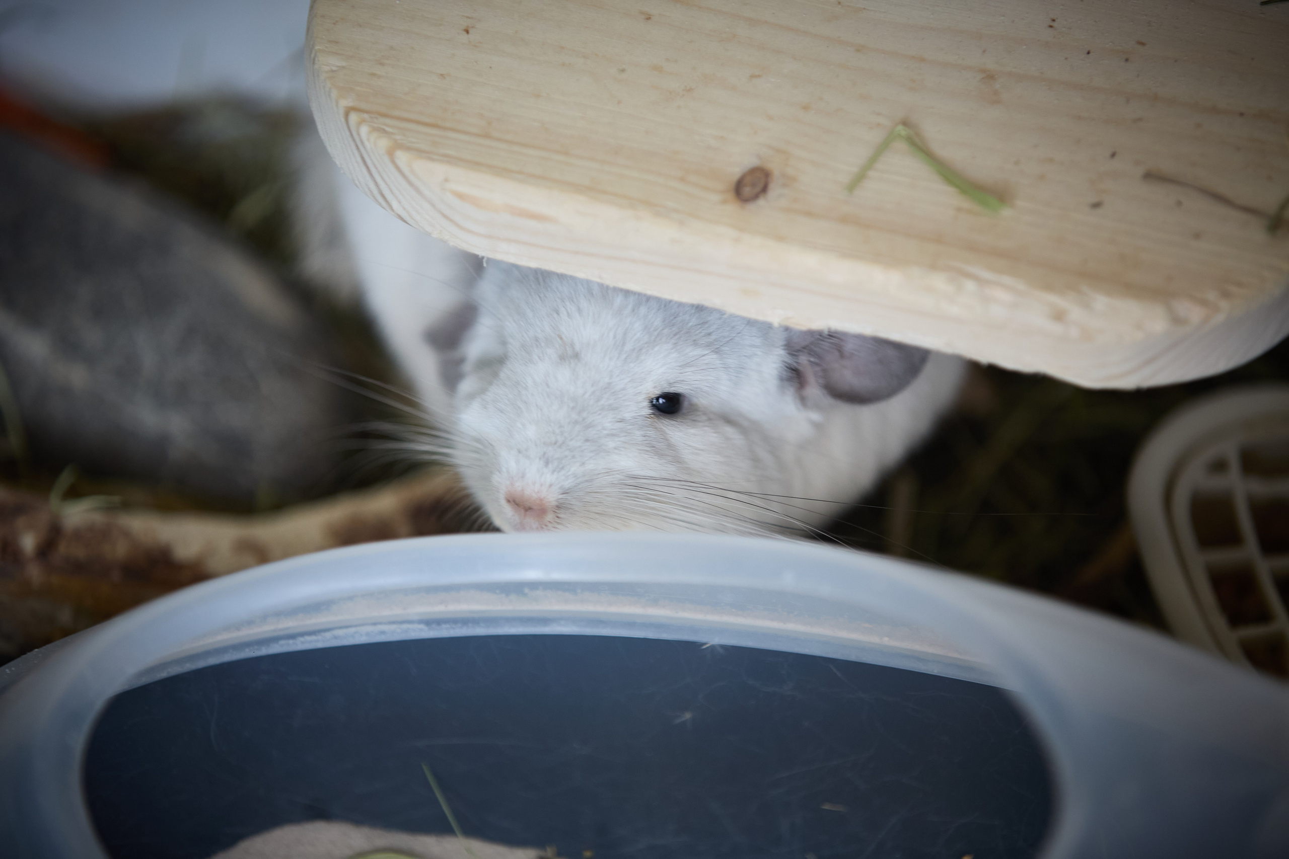 ART-HAOS. Фотограф видеограф в Москве и Московской области Саша Секрет