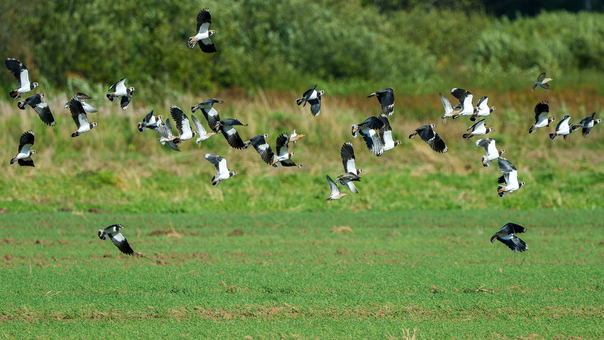 Удивительные мир птиц. Вокруг нас столько прекрасного — присмотритесь!. Ваш личный фотограф Марина Волкова