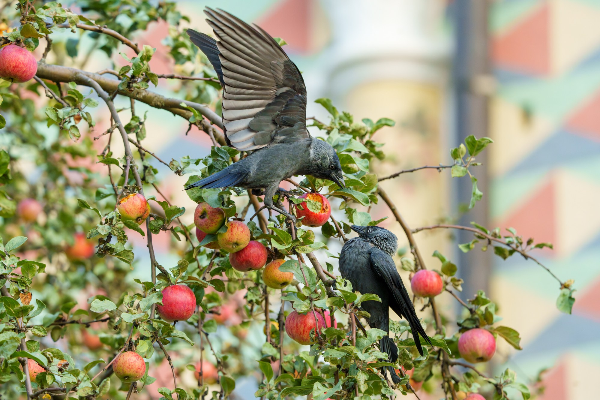 Удивительные мир птиц. Вокруг нас столько прекрасного — присмотритесь!. Ваш личный фотограф Марина Волкова
