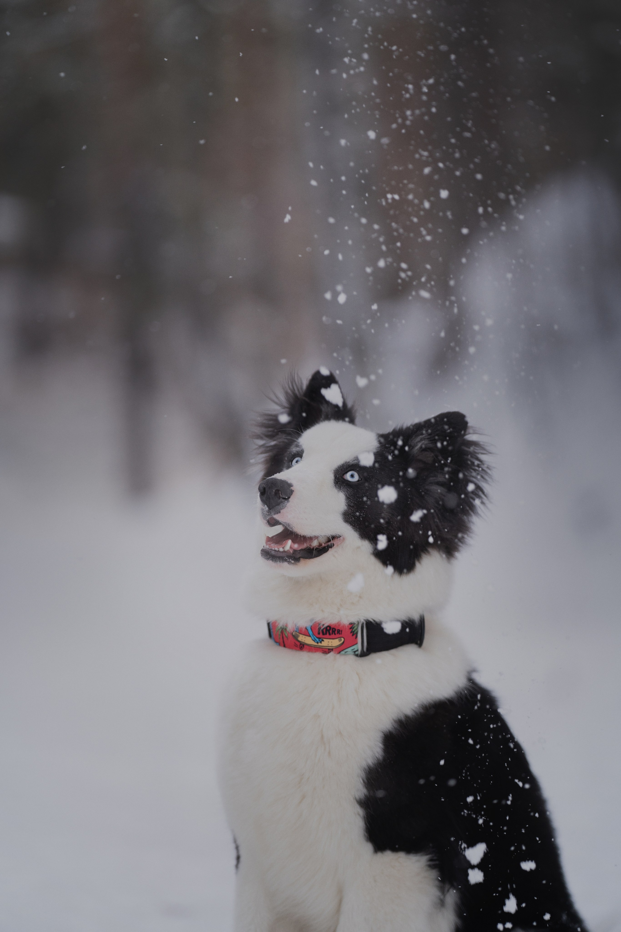 Ликер. Kameramotor74