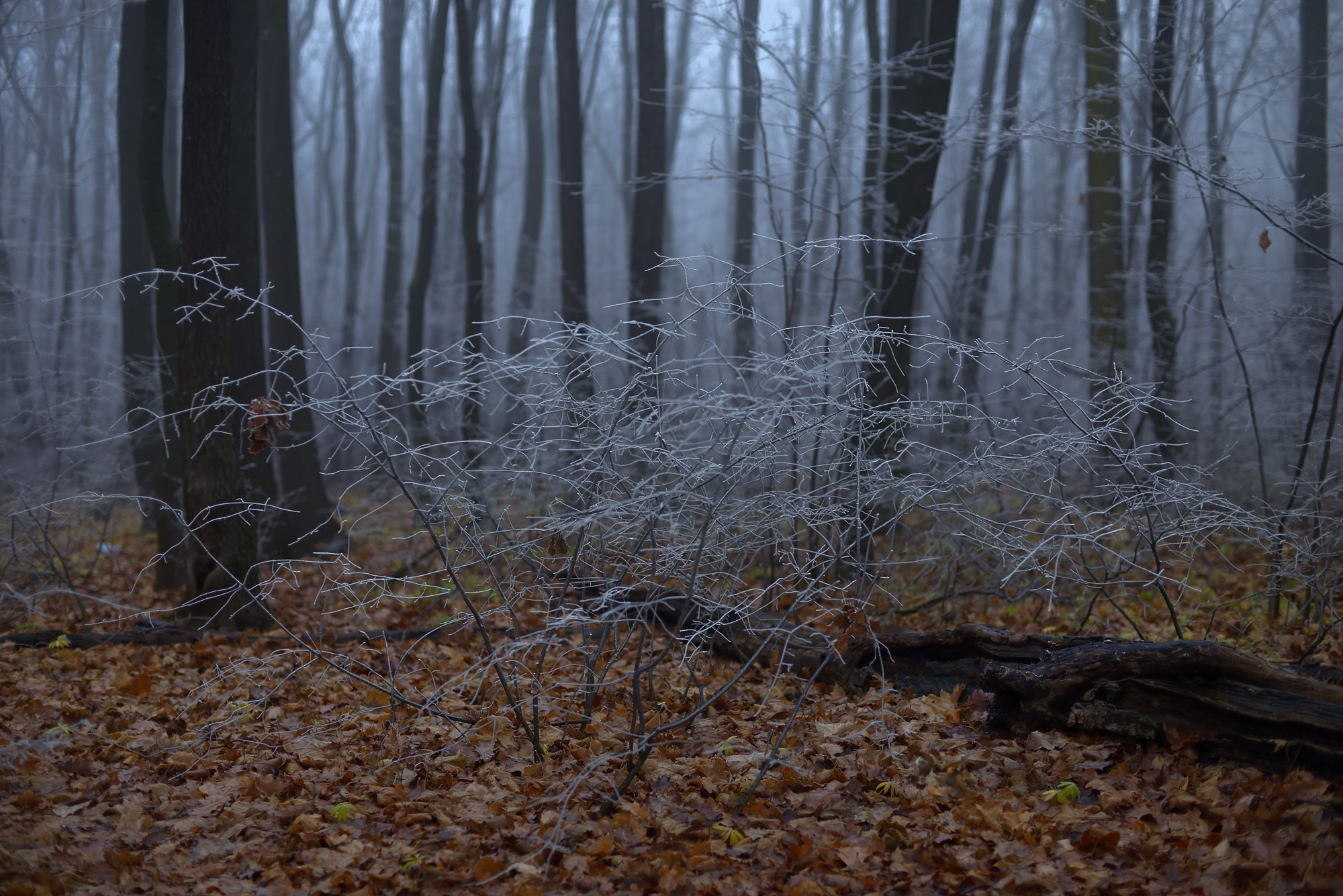 Фотограф Константин Ясинский