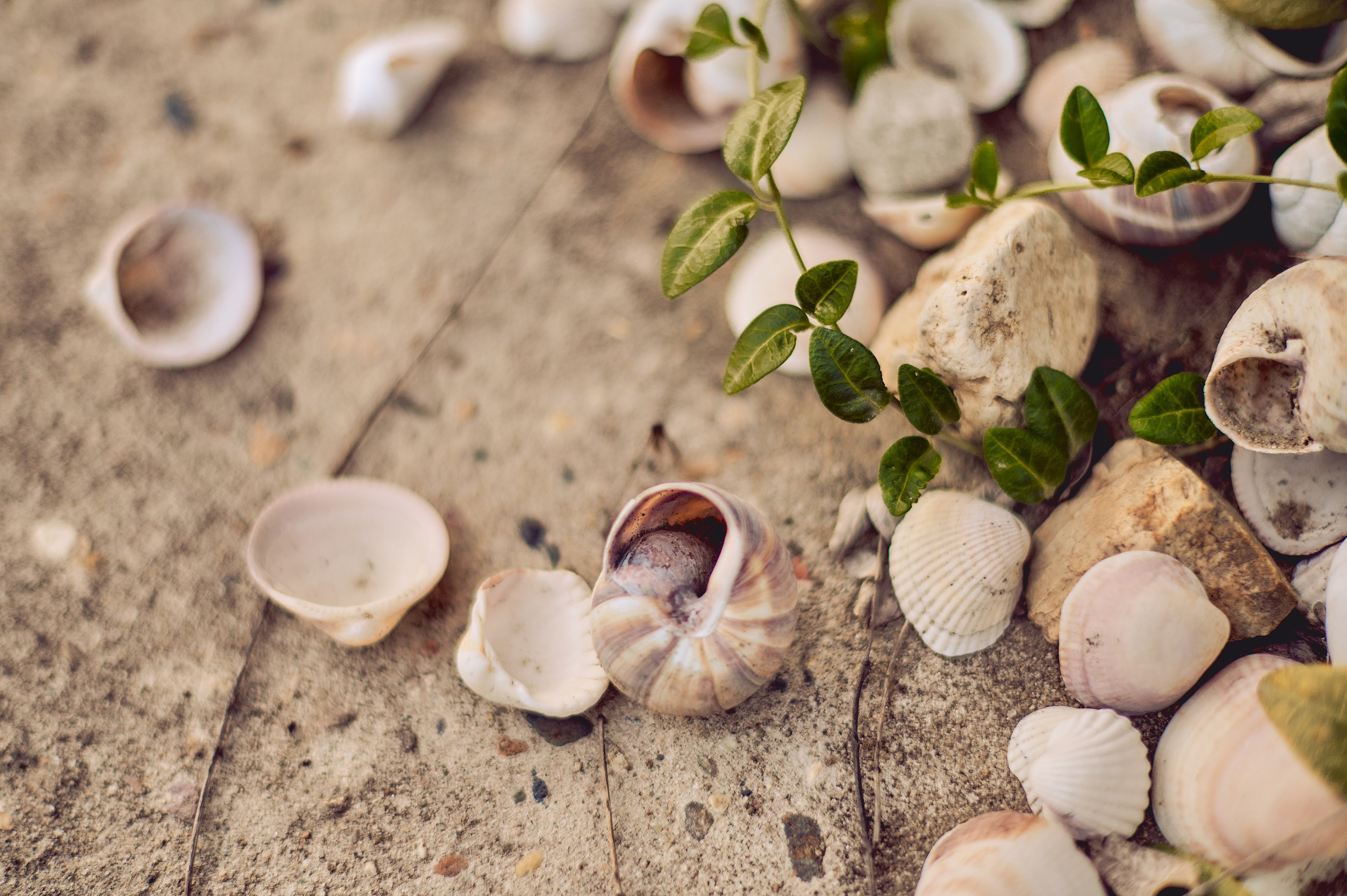 МАРТУШЕ 18. Свадебный и семейный фотограф РИТА БОЧКАРЁВА