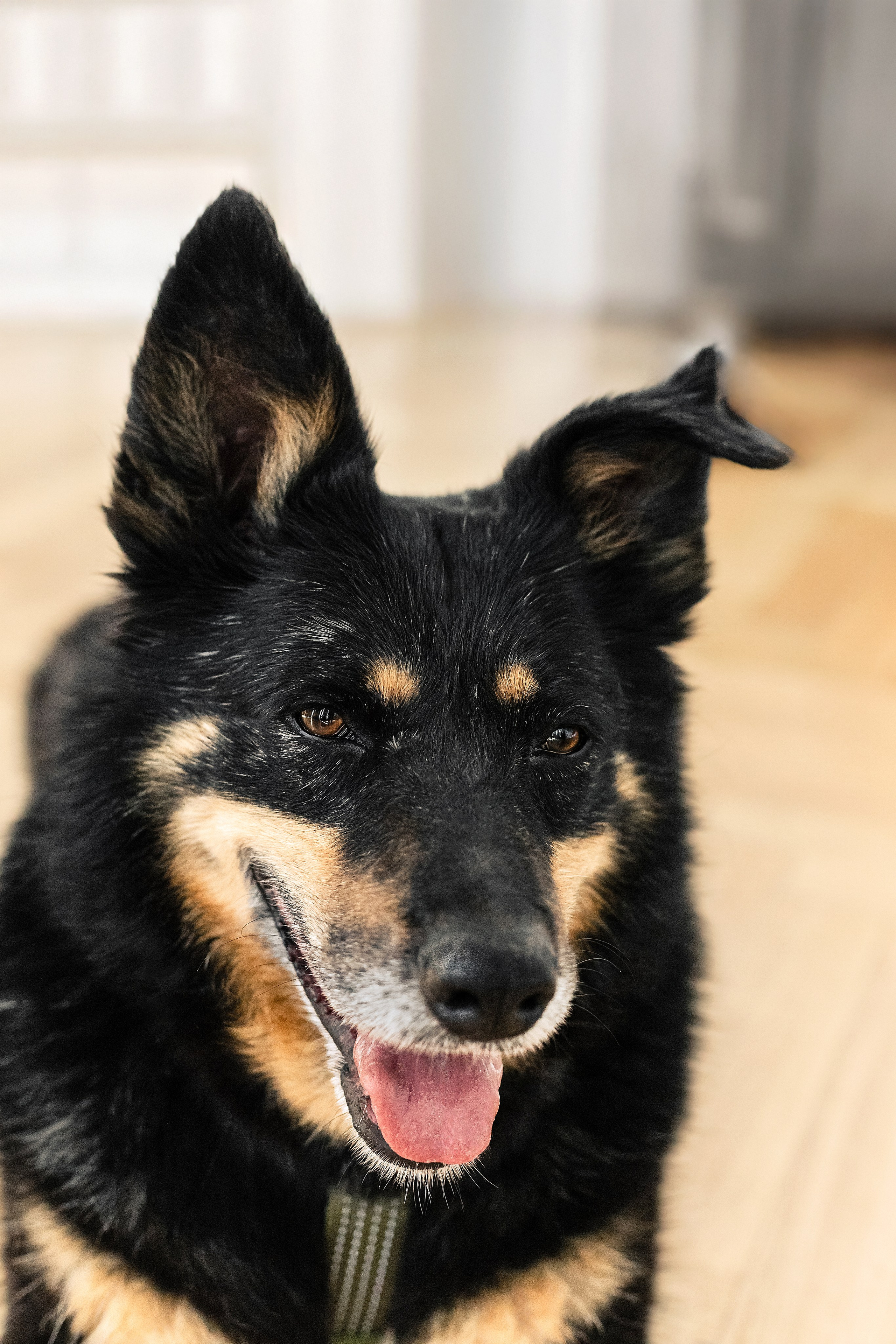 Студия лето 2025. Фотограф-анималист Татьяна Степанова