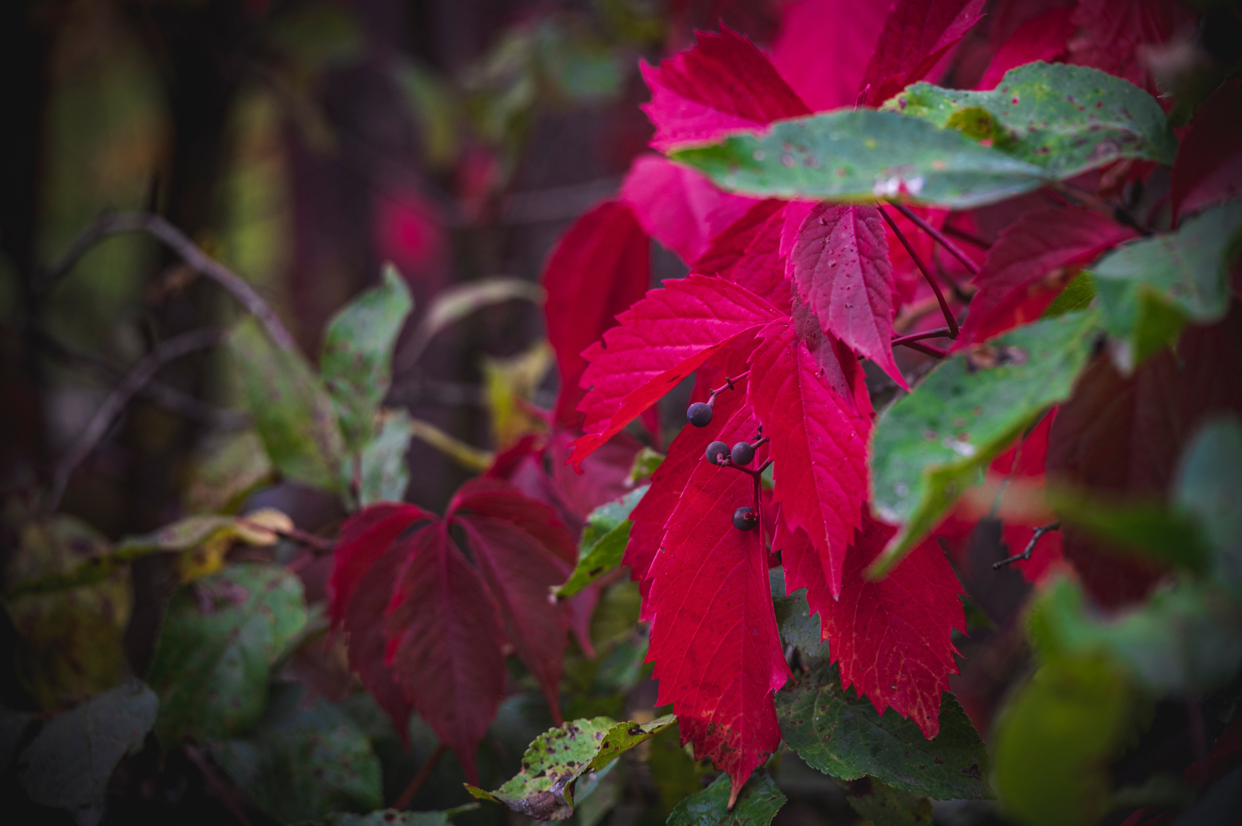 Фотопрогулка ДР. Фотограф Роман Адлер