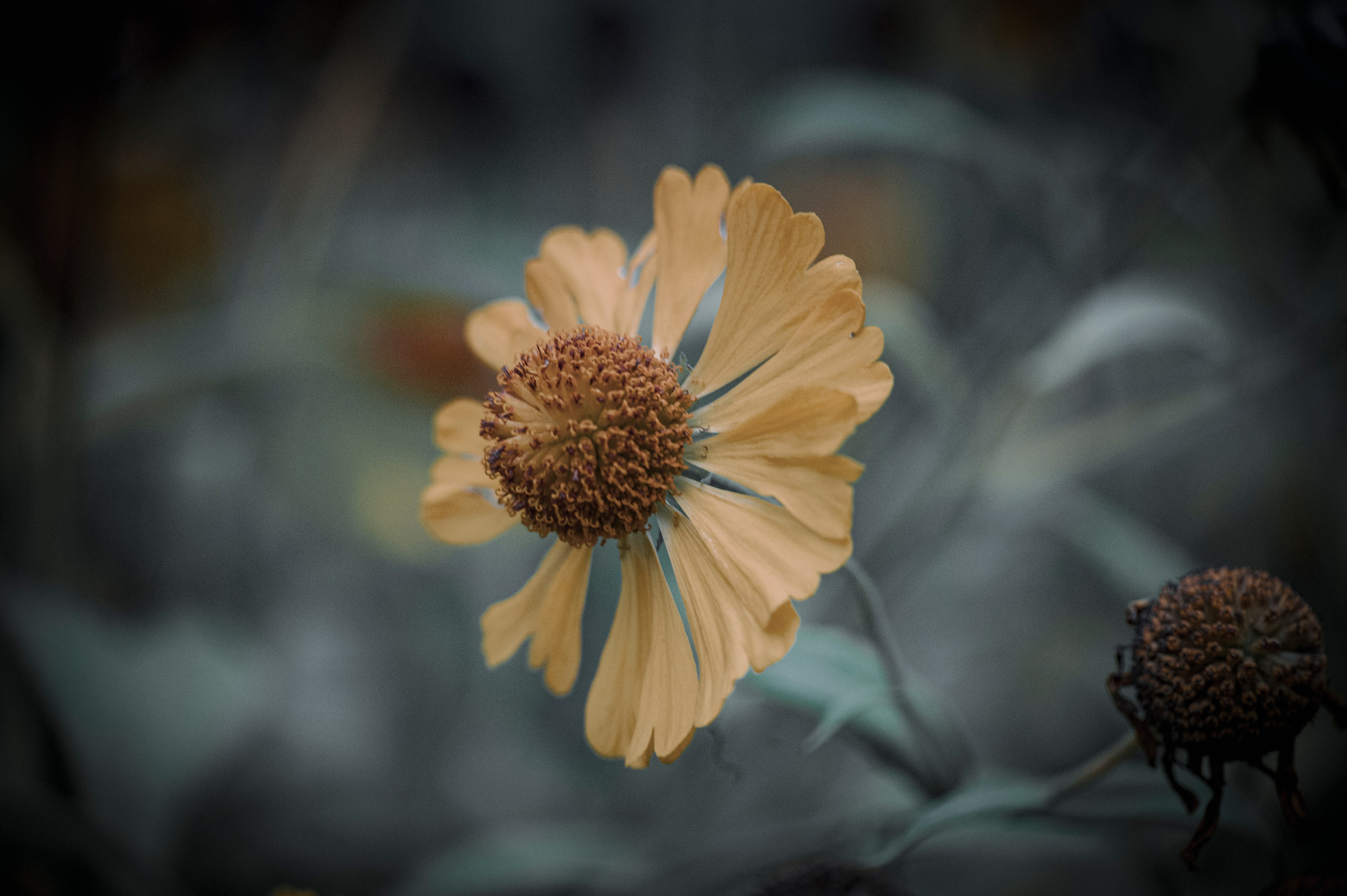 Осенние цветы. Фотограф Роман Адлер