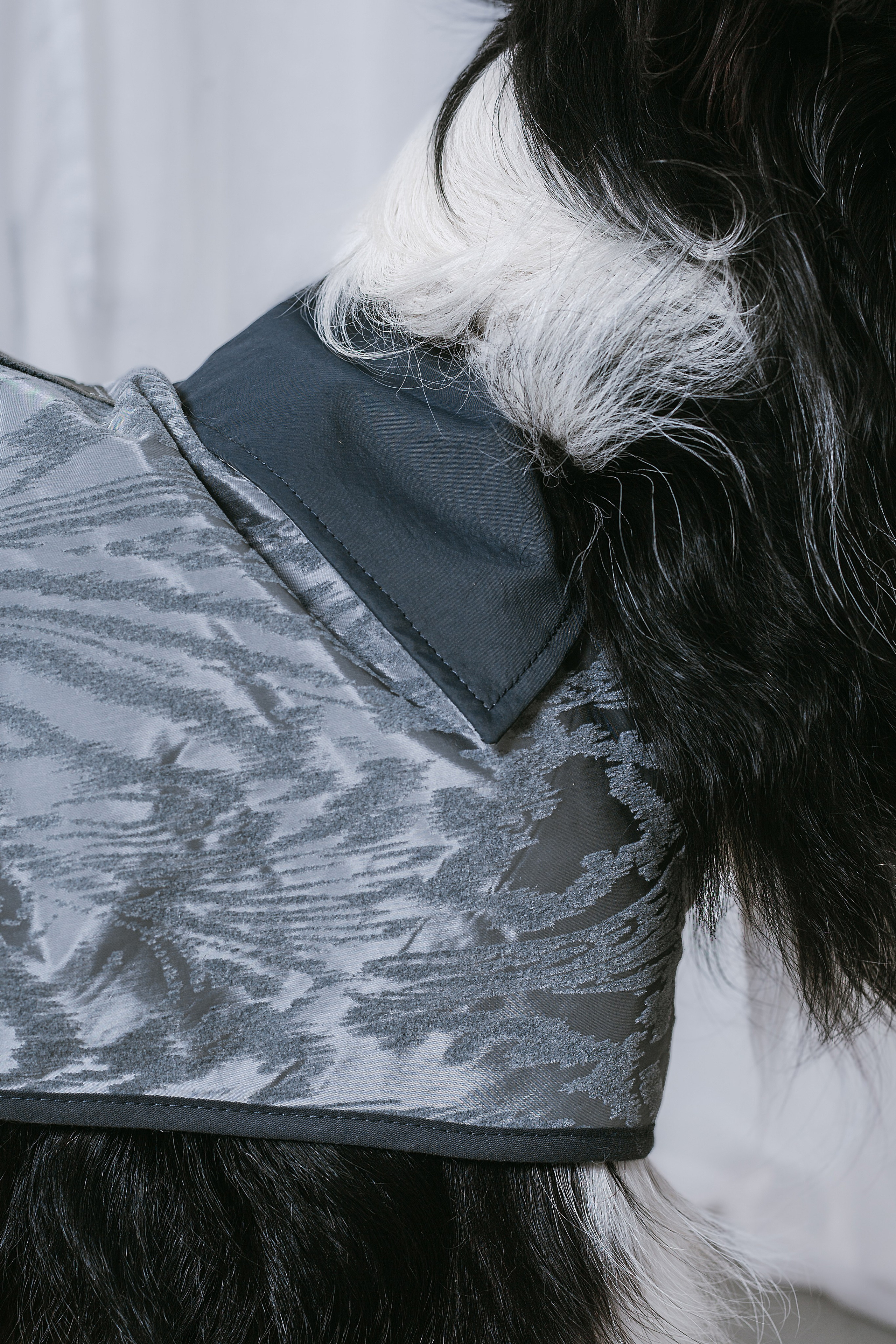 Съемка для бренда TEDDYBOY. Фотограф-анималист Татьяна Степанова