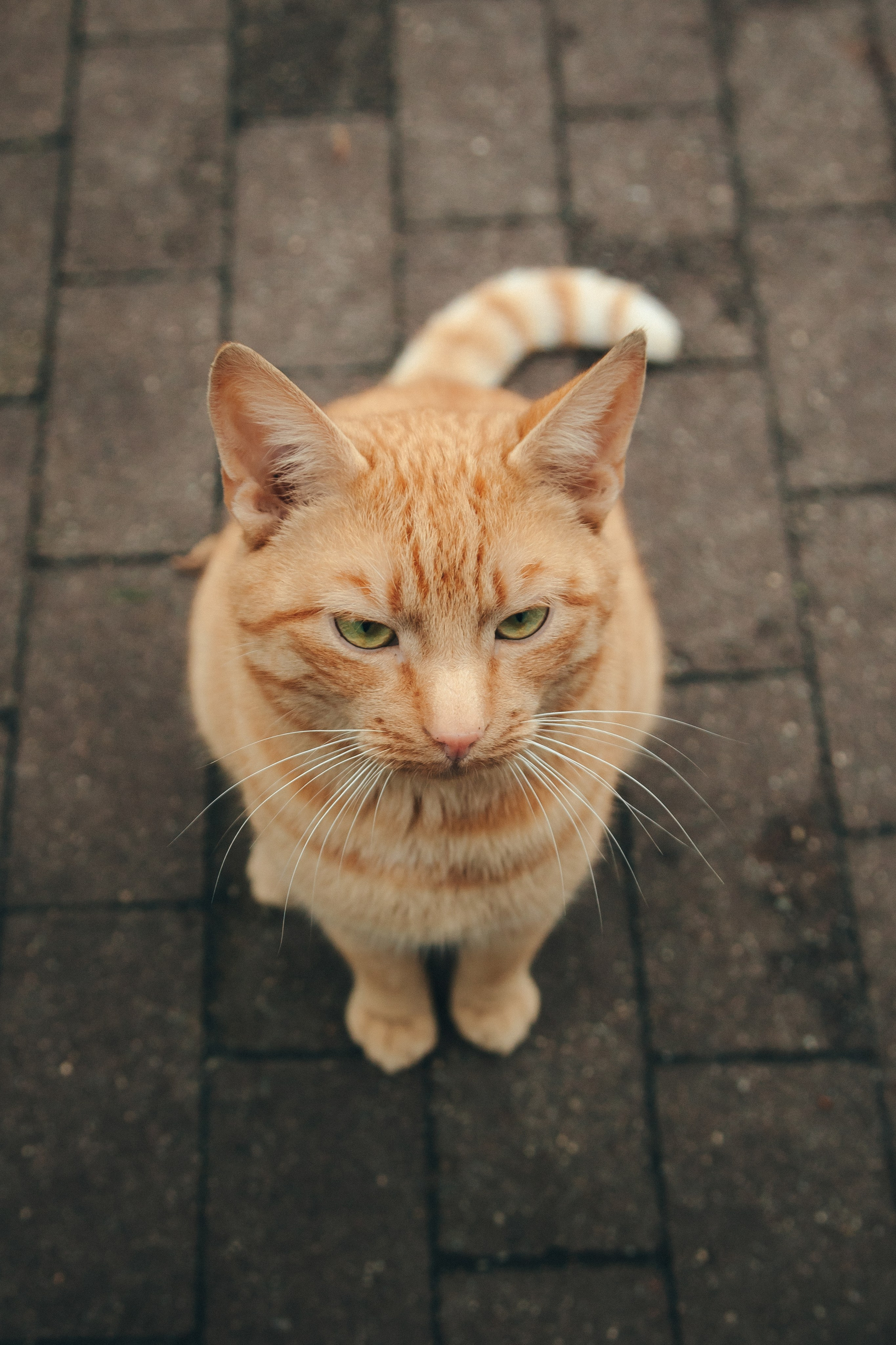 Liana_Светлогорск. Андрей Миллер Фотограф из Калининграда